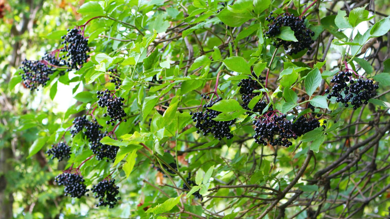 Hollerstrauch: Die schwarzvioletten Früchte des Holunders