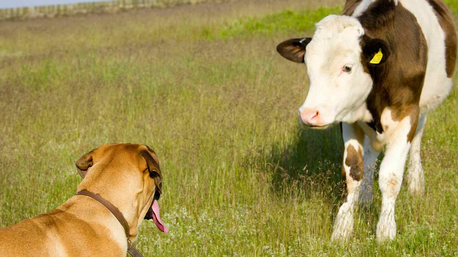 Hund und Kalb