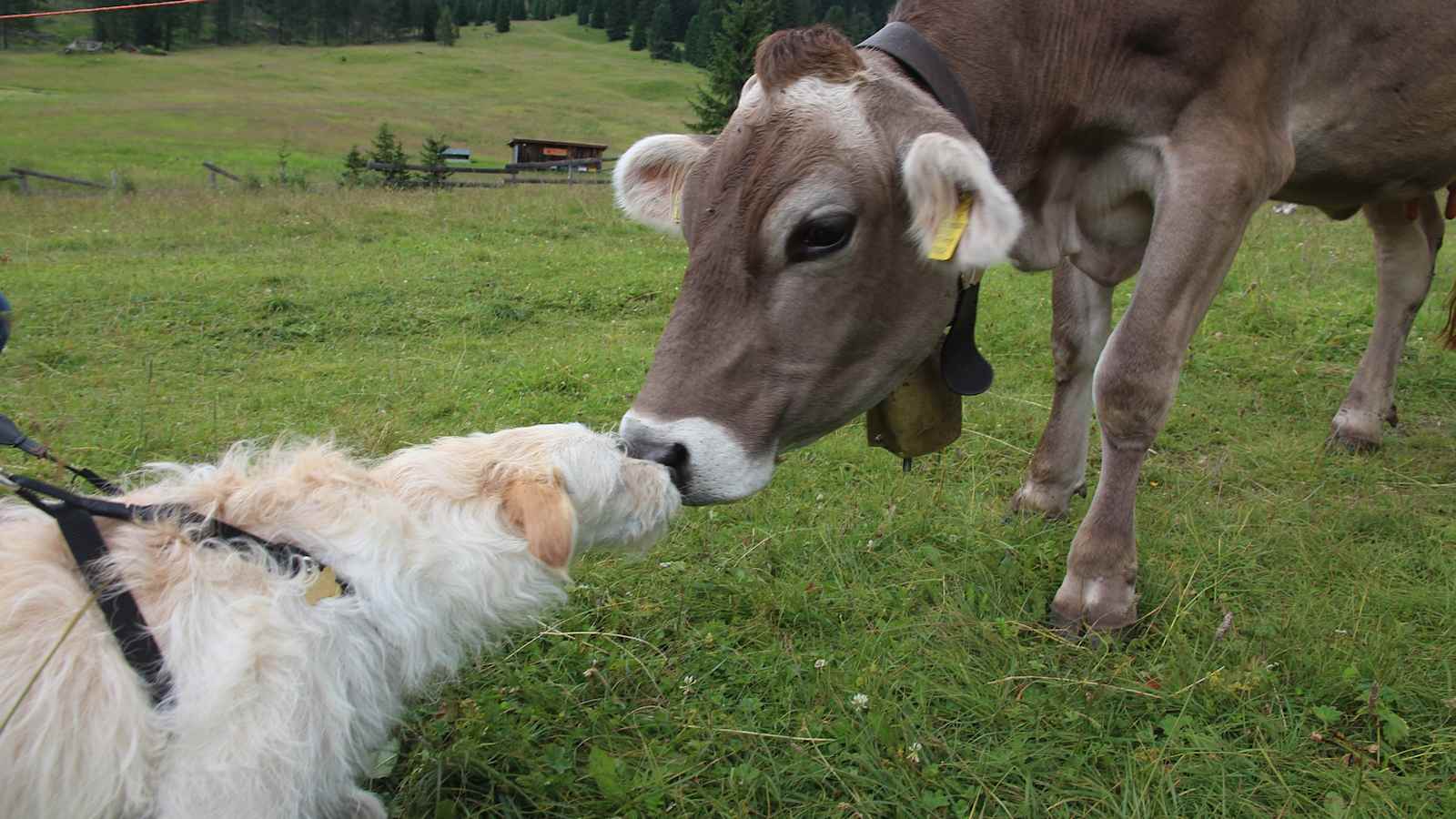 Hund begrüßt eine Kuh