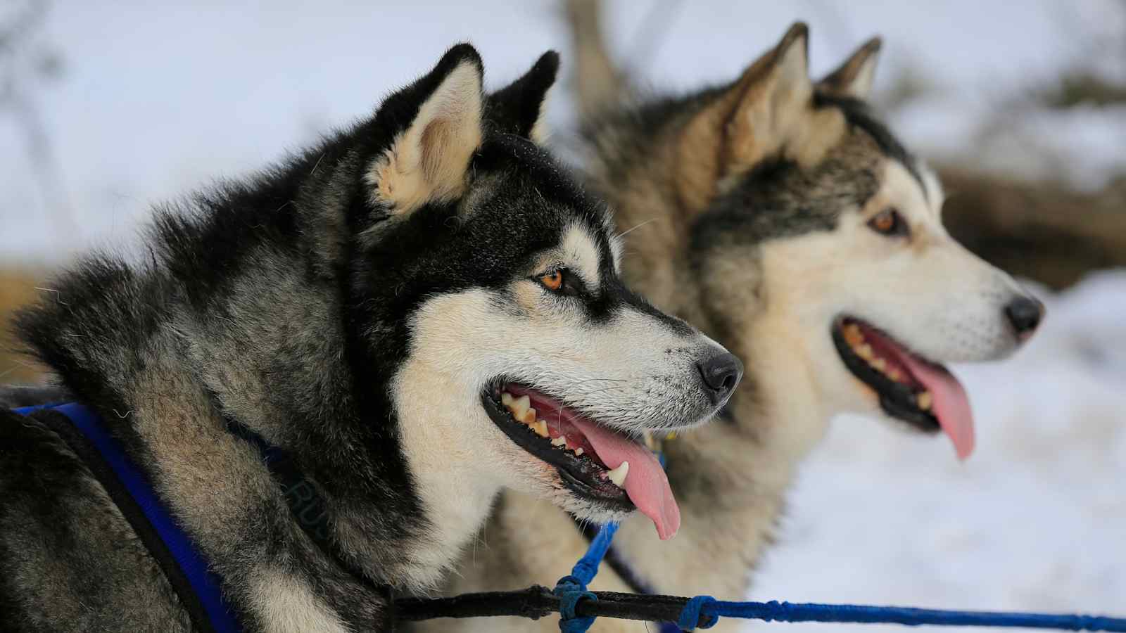 Zwei Sibirische Huskies