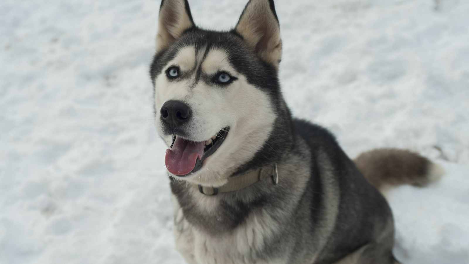 Husky auf Schnee