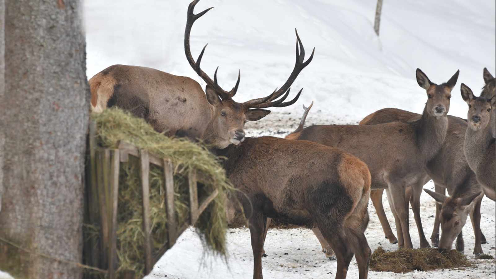 Hirsche kommen täglich zur Fütterungsstelle. Sie hier zu stören, ist auch für den umliegenden Wald schlecht.