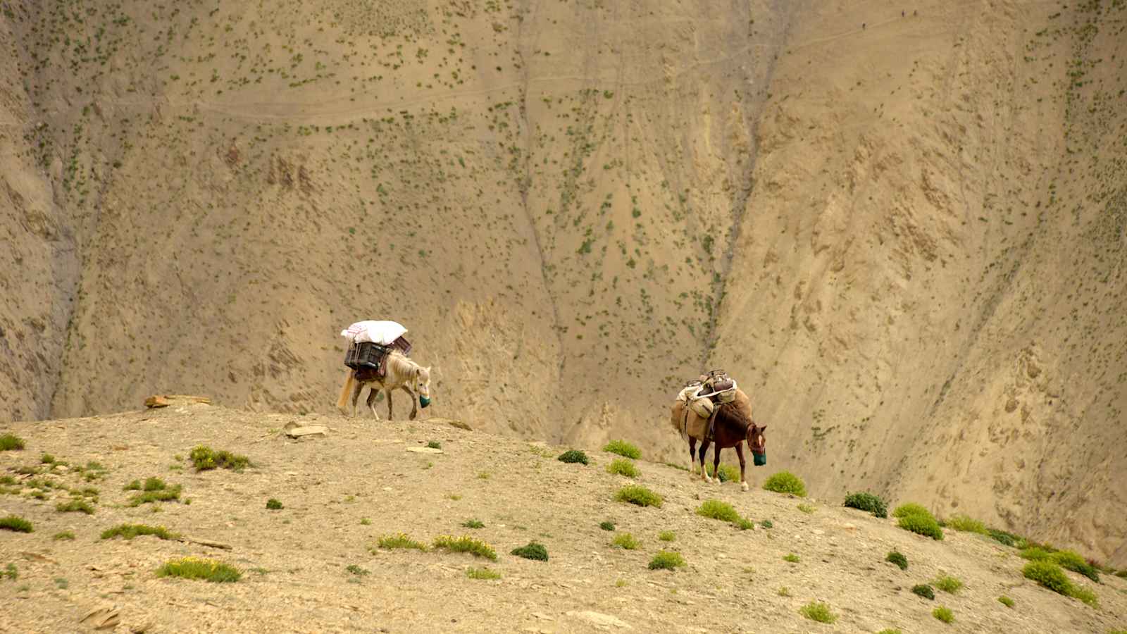 Zanskar Himalaya Trekking