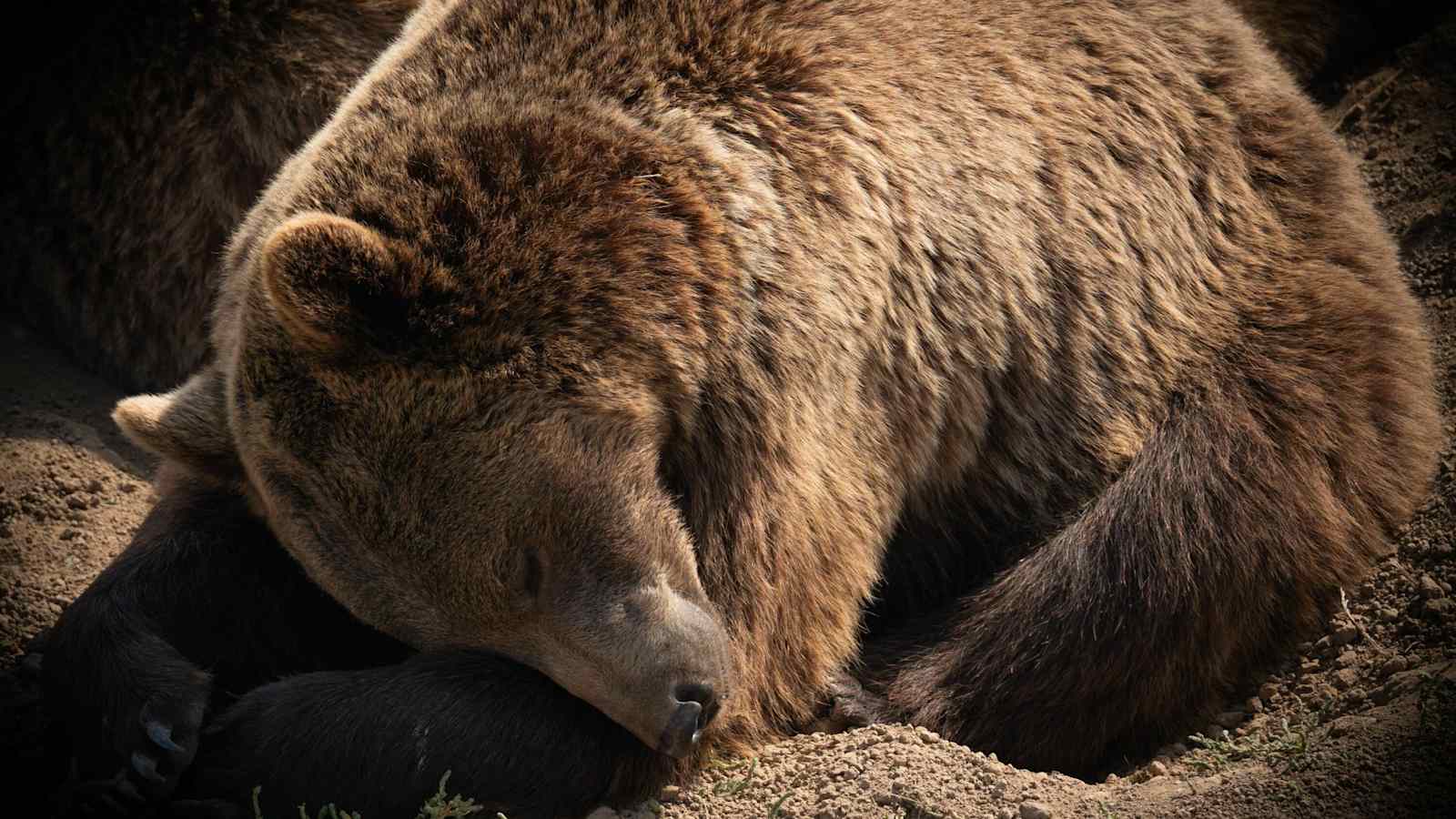 Der Europäische Braunbär ist gefährdet und streng geschützt