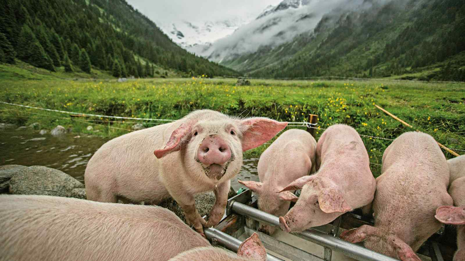 Schweine auf der Jaidbachalm in Salzburg