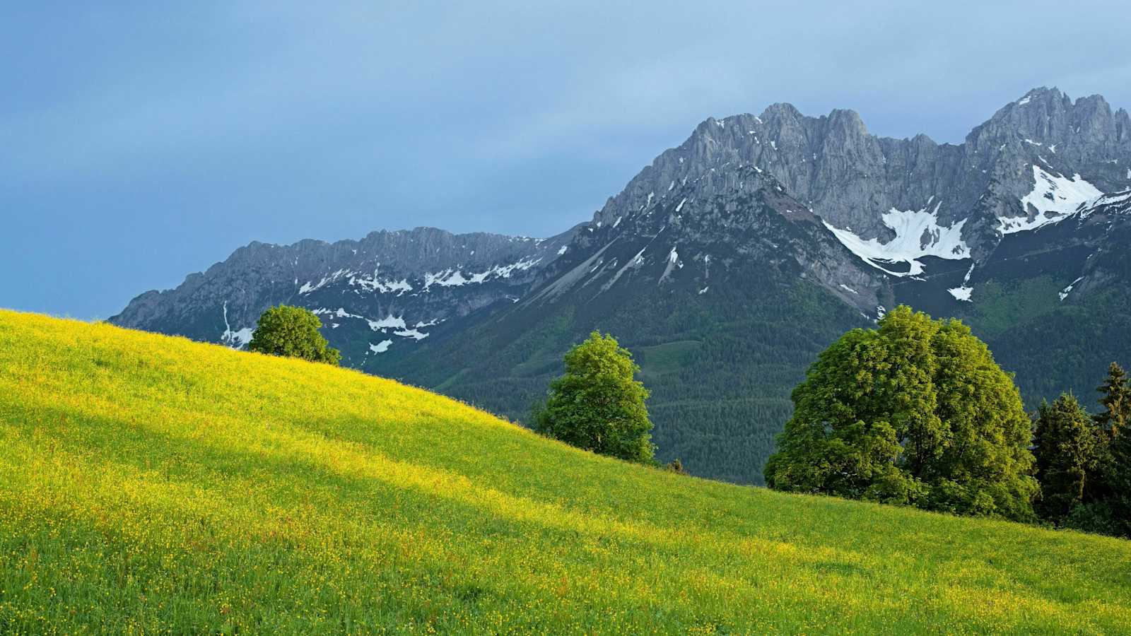 Frühlingswiese am Astberg mit Blick auf den Wilden Kaiser