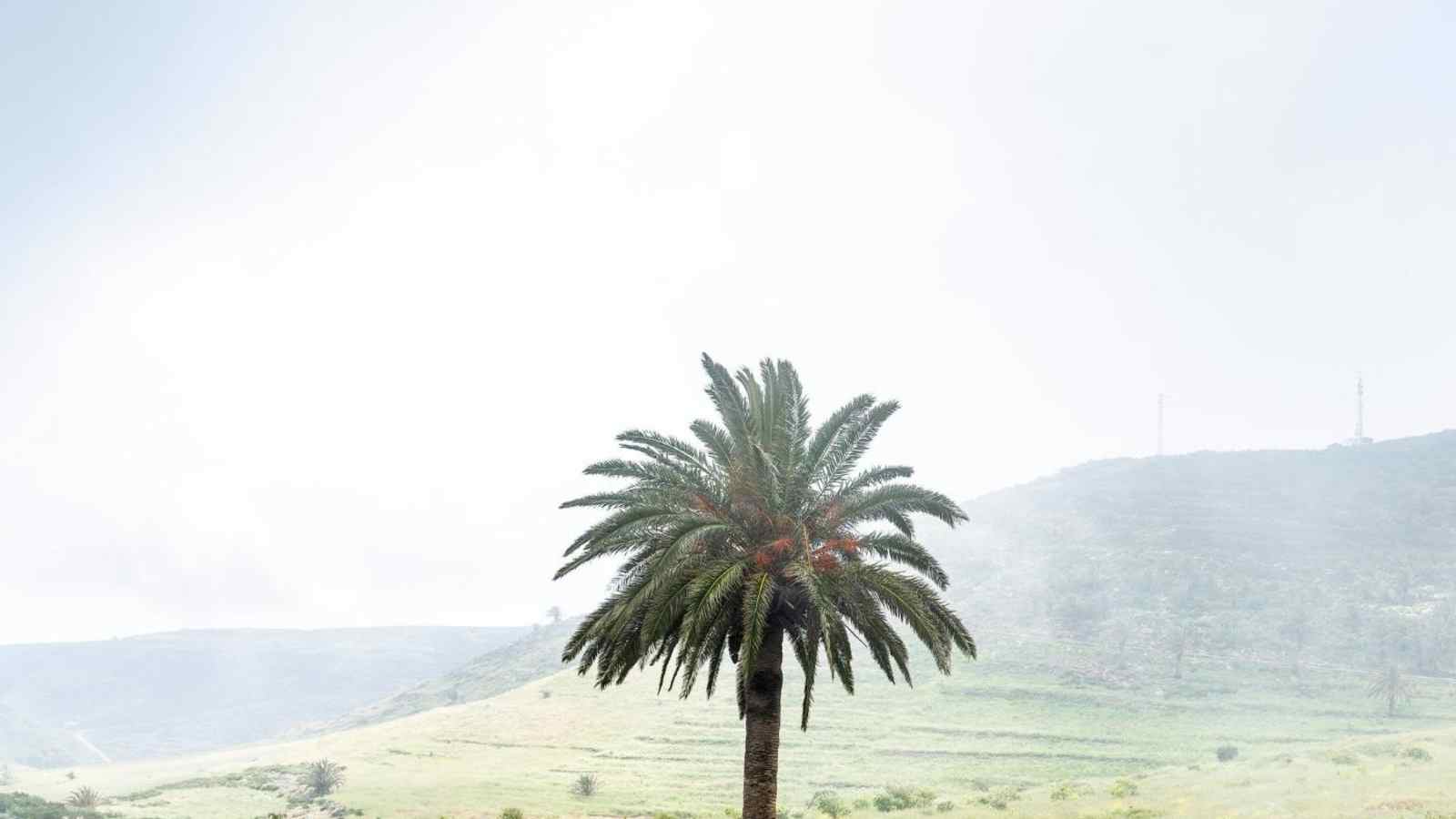 Eine Palme in den Passatwolken