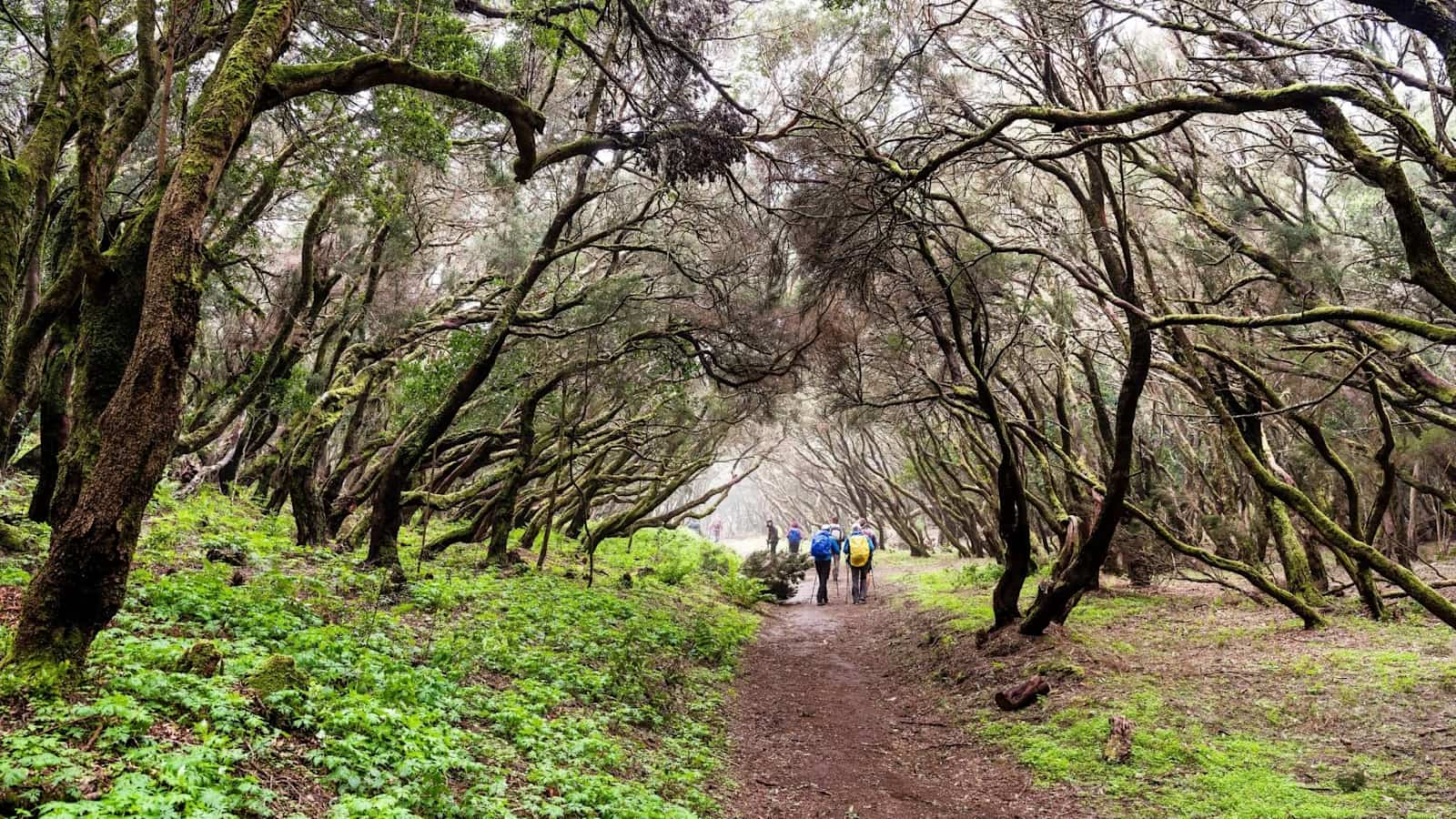 Wandern in beeindruckenden Lorbeerwäldern