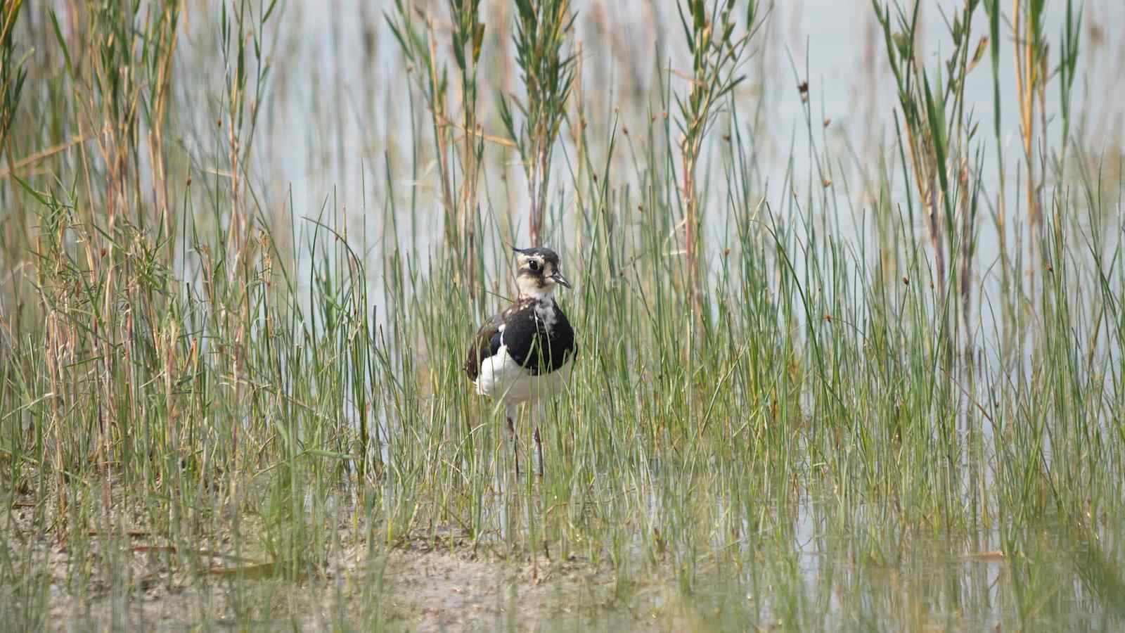 Neben Wachteln, Reihern, Kormoranen und Störchen erblickt man mit etwas Glück auch Kiebitze