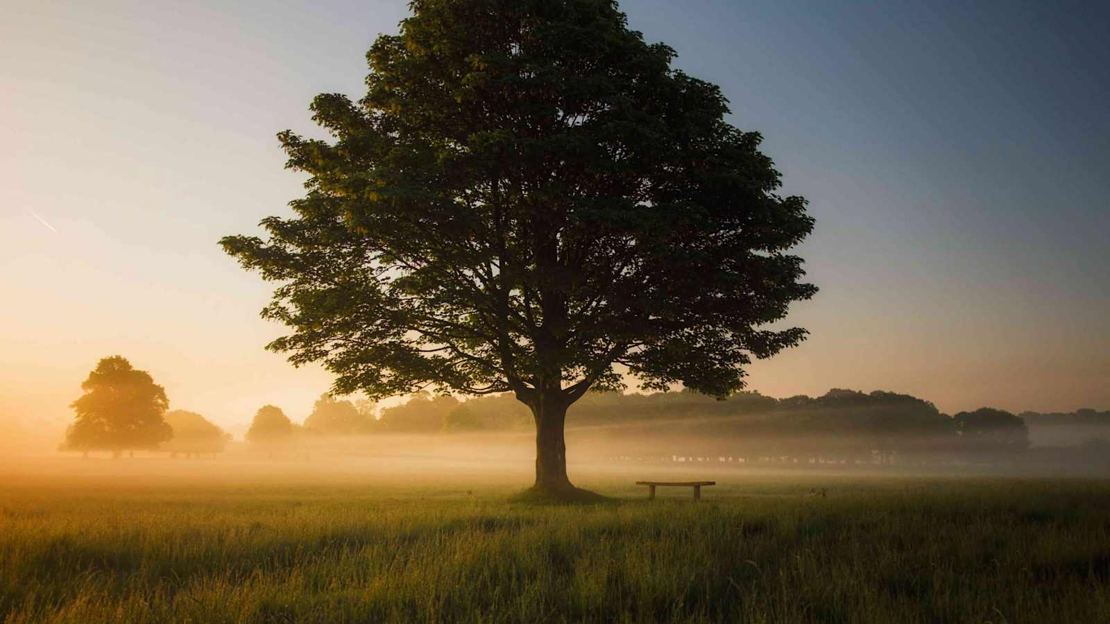 Kraftplatz Baum