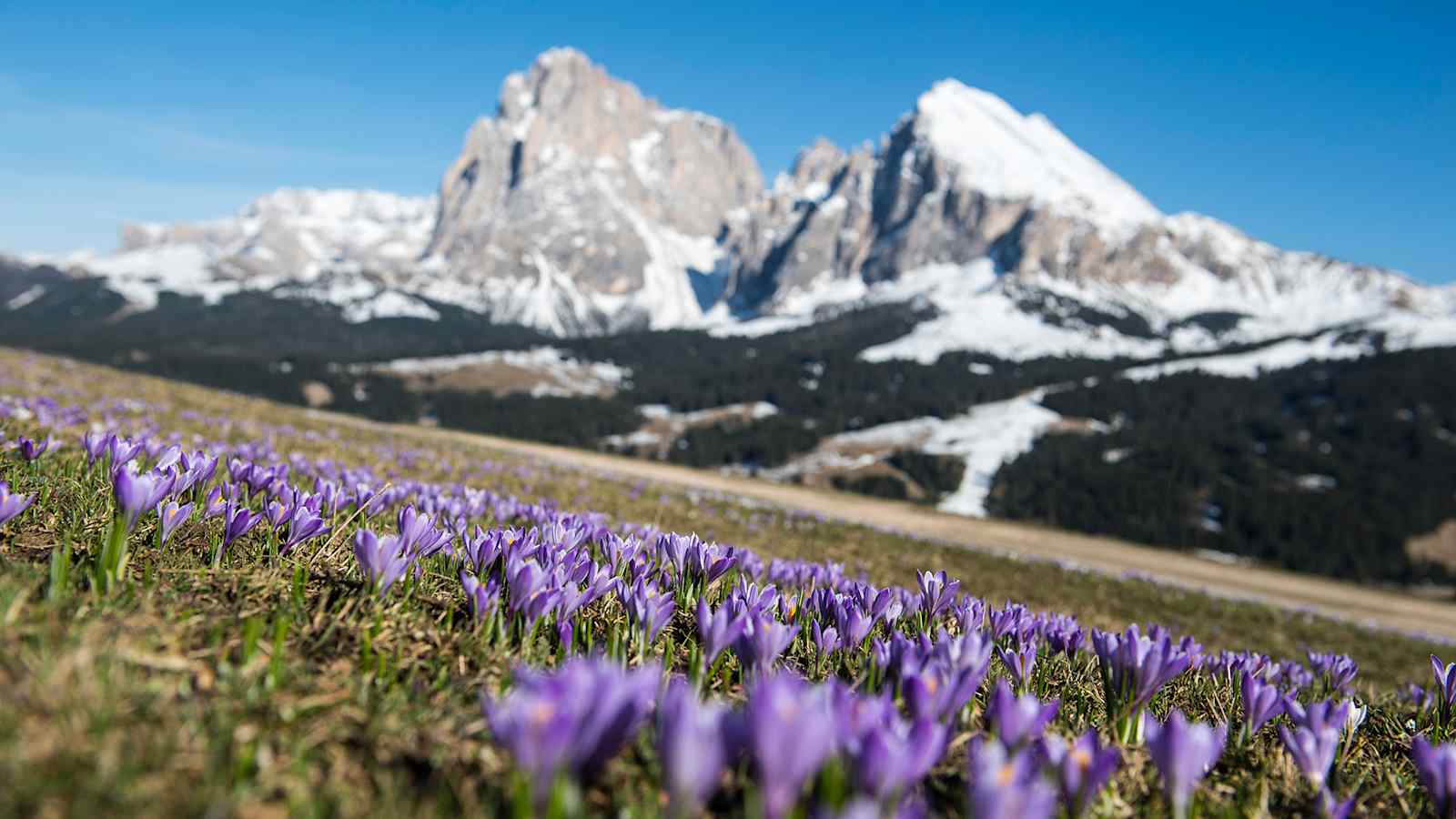 Kurzes Naturschauspiel auf der Seiser Alm: Die Krokusblüte ist nur rund zwei Wochen lang zu bewundern. Im Hintergrund der Lang- und Plattkofel.