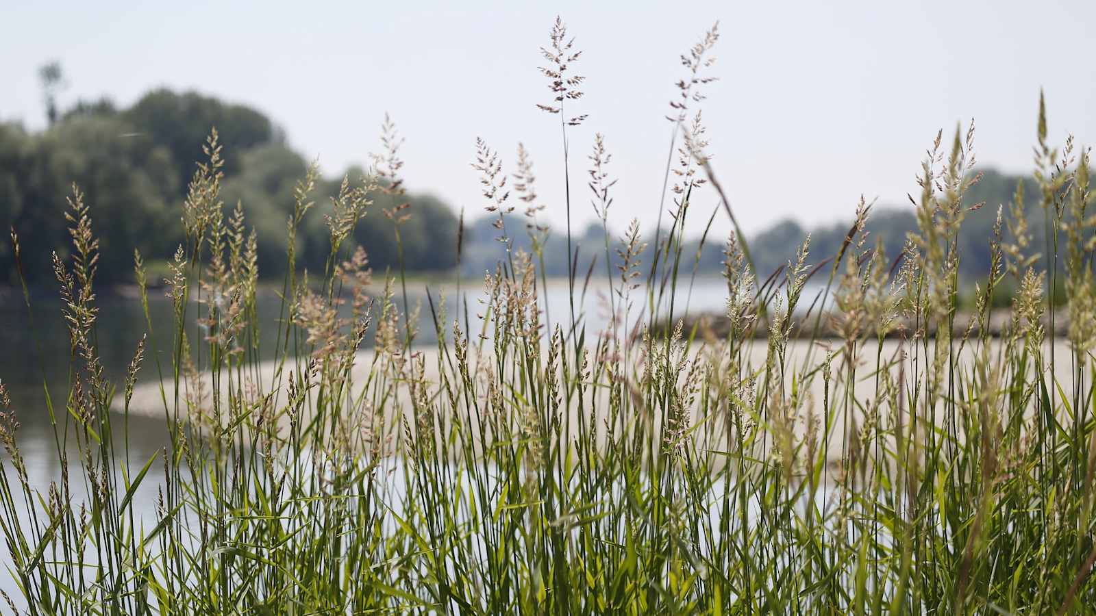 Die Donauauen – Naherholungsgebiet, Kleinod und Lebensraum für viele Tiere