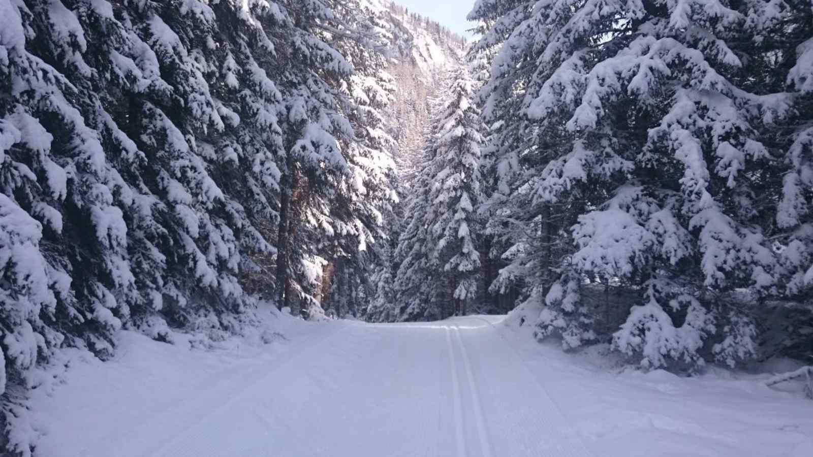 Die Romanikloipe Kals führt durch Wälder und über offene Wiesen.