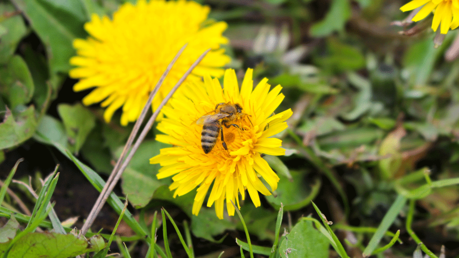 Löwenzahnblüten sind eine wichtige Nahrungsquelle für Bienen