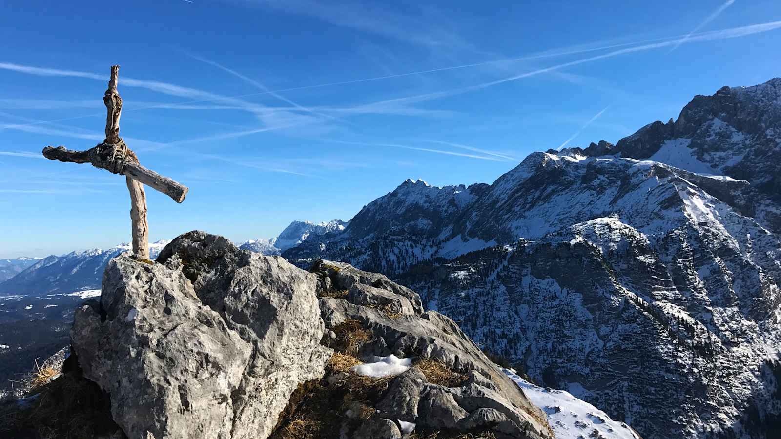 Mauerschartebkopf in Bayern