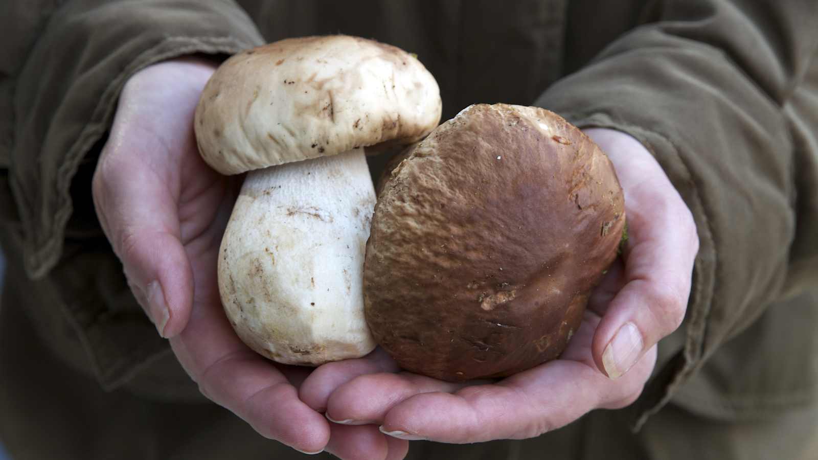 Herren- bzw. Steinpilz