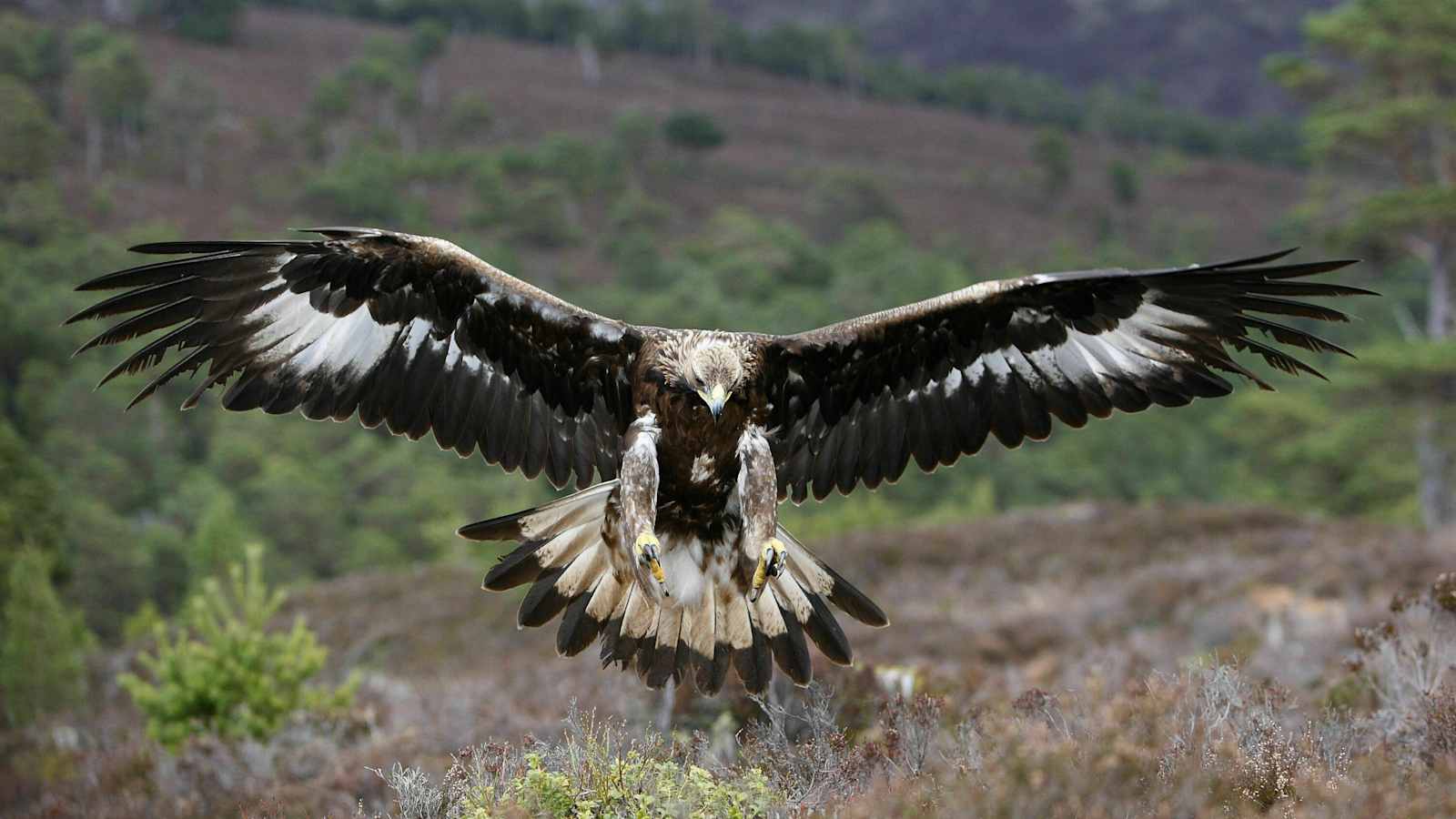 Der Steinadler