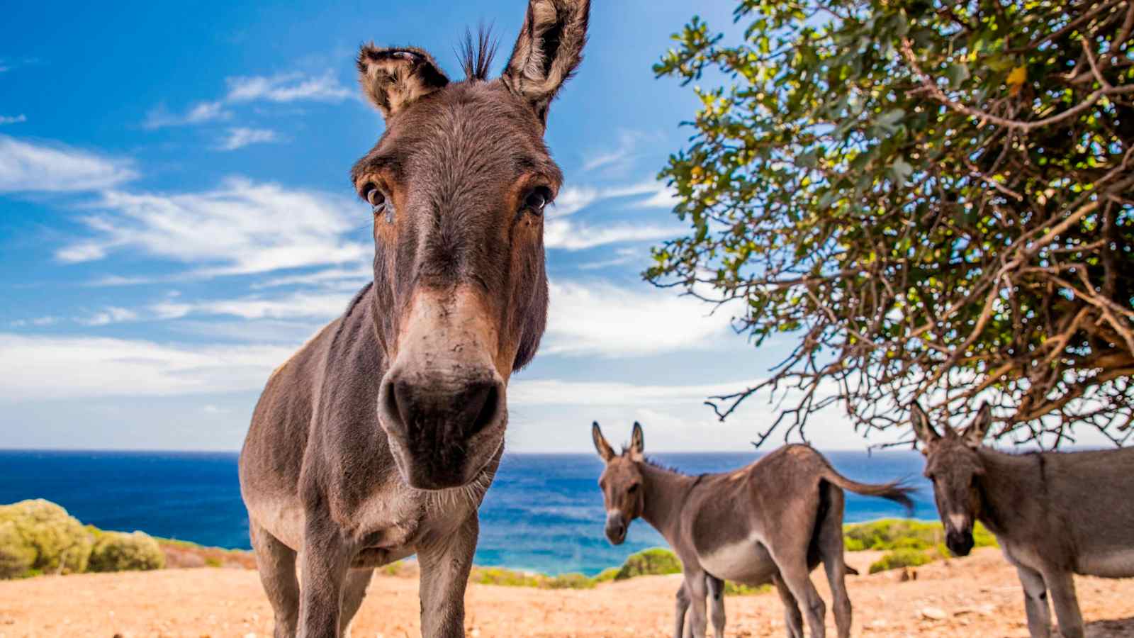 Im Nationalpark Asinara haben die Esel das Sagen.