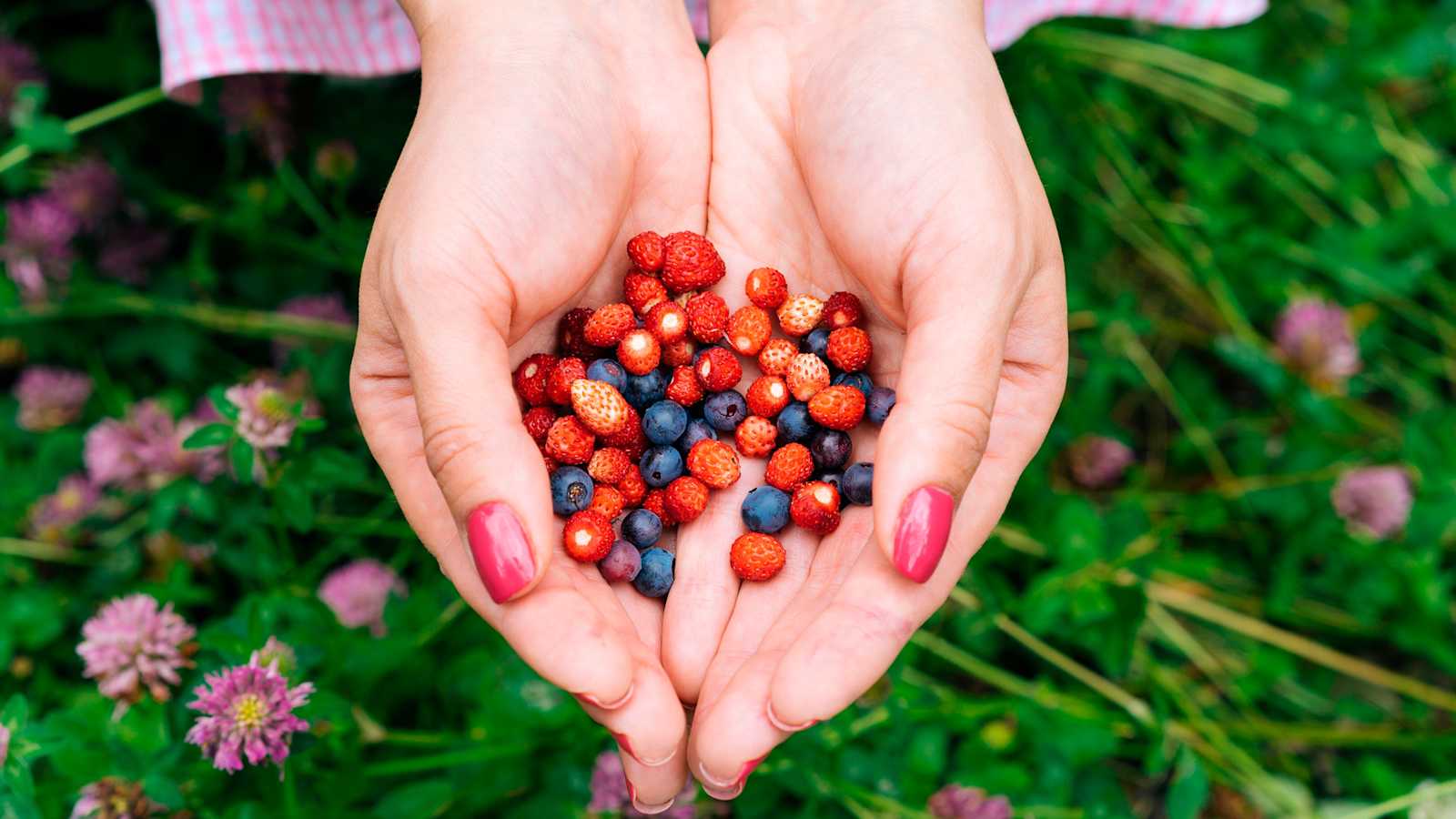 Schmeckt (nicht)? Viele Beeren können bedenkenlos gegessen werden