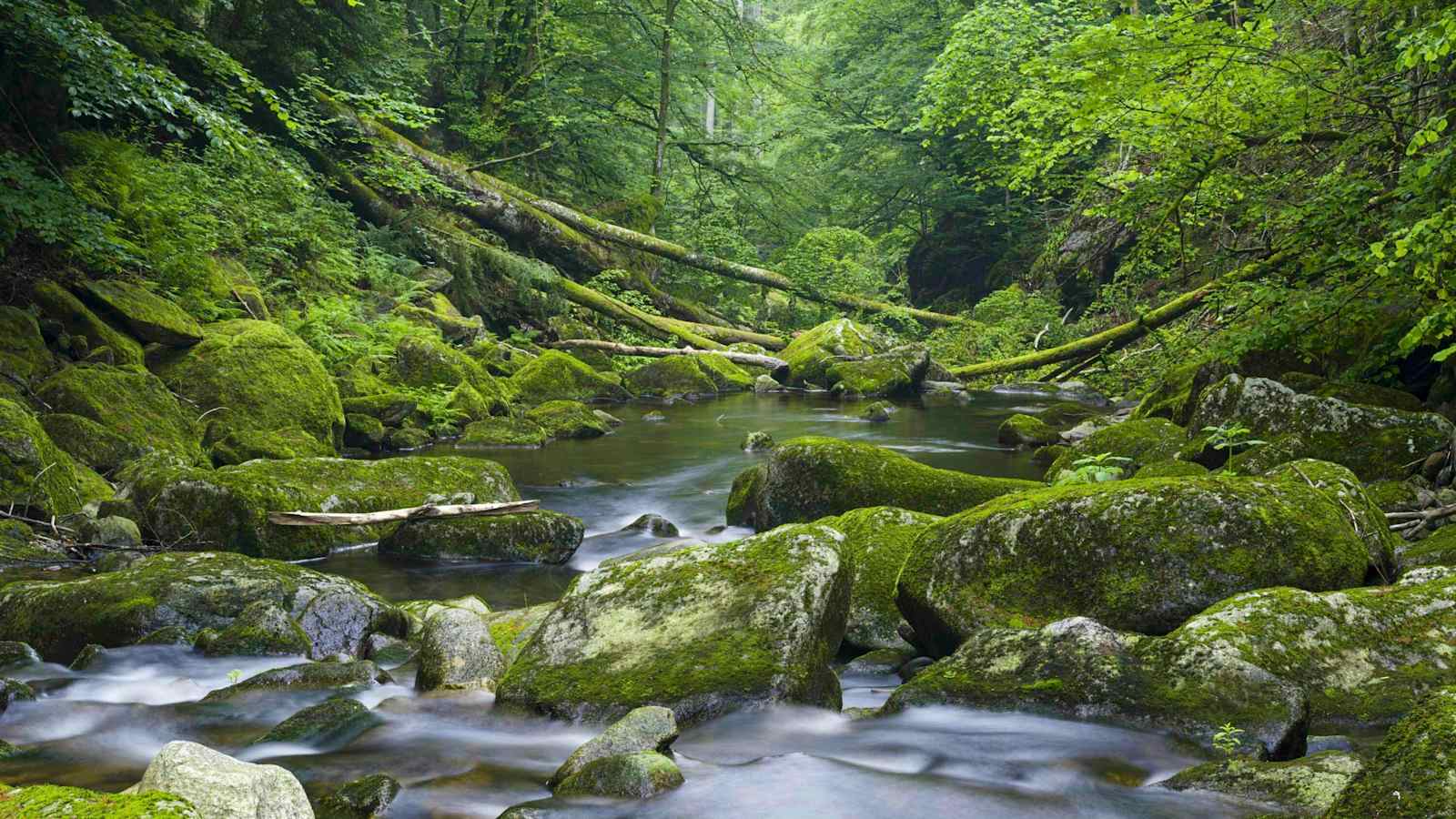 Buchberger Leite im Bayerischen Wald