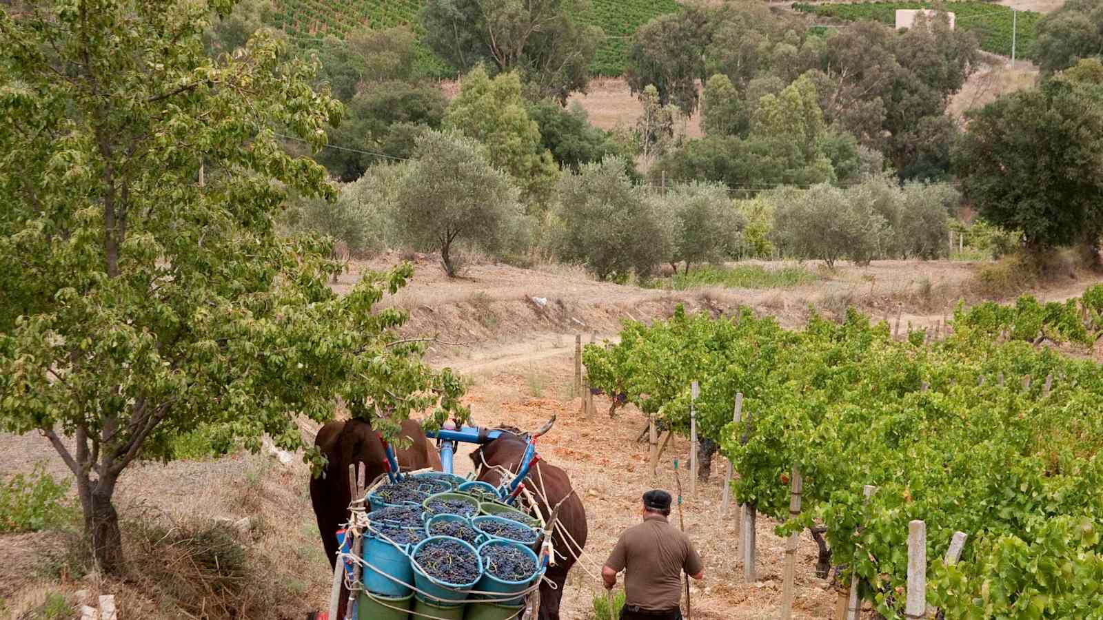 Sardinien, Ernte des traditionellen Cannonau, Jerzu, Ogliastra