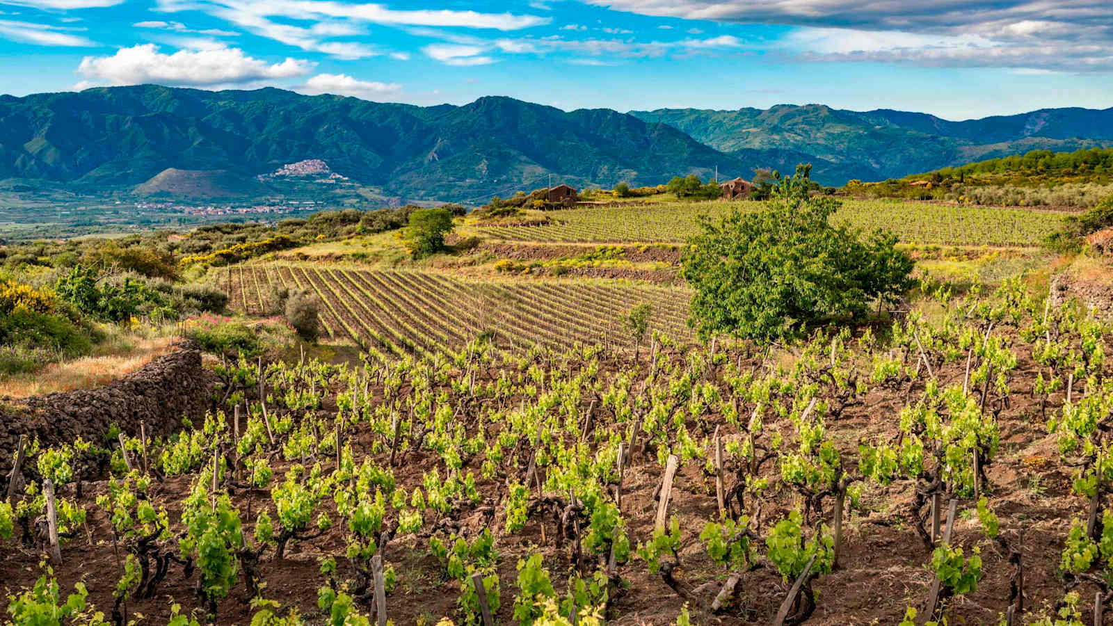 Sizilien, Weinberge am Fuße des Ätna