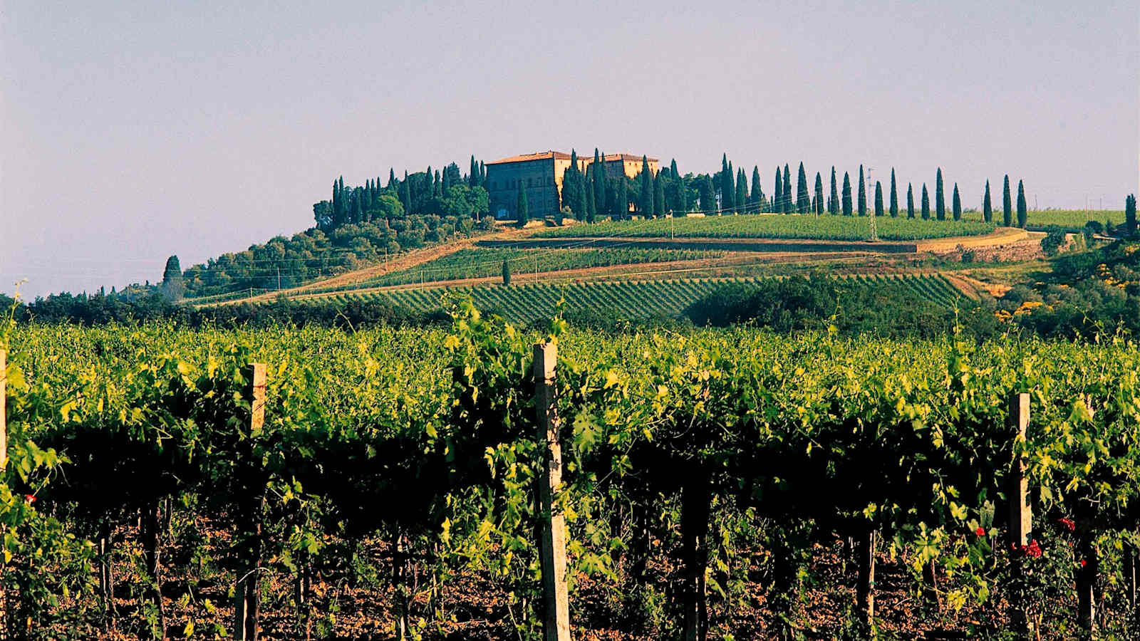 Toscana, Brunello di Montalcino Weinberge, Montalcino, Val d'Orcia 