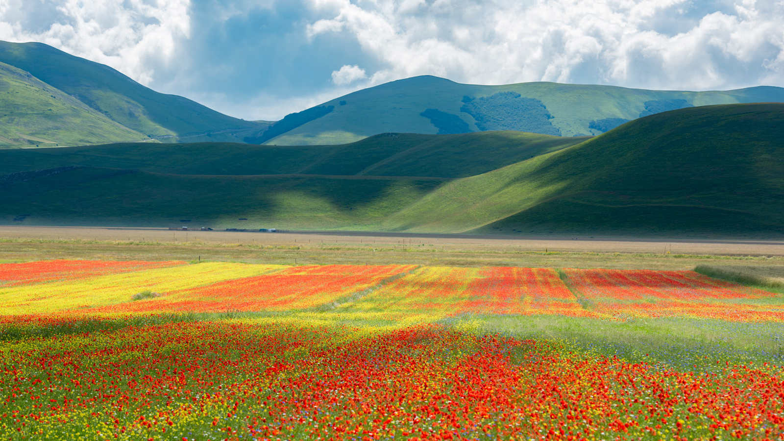 Blumenwiese im Sibillini National Park, Castelluccio