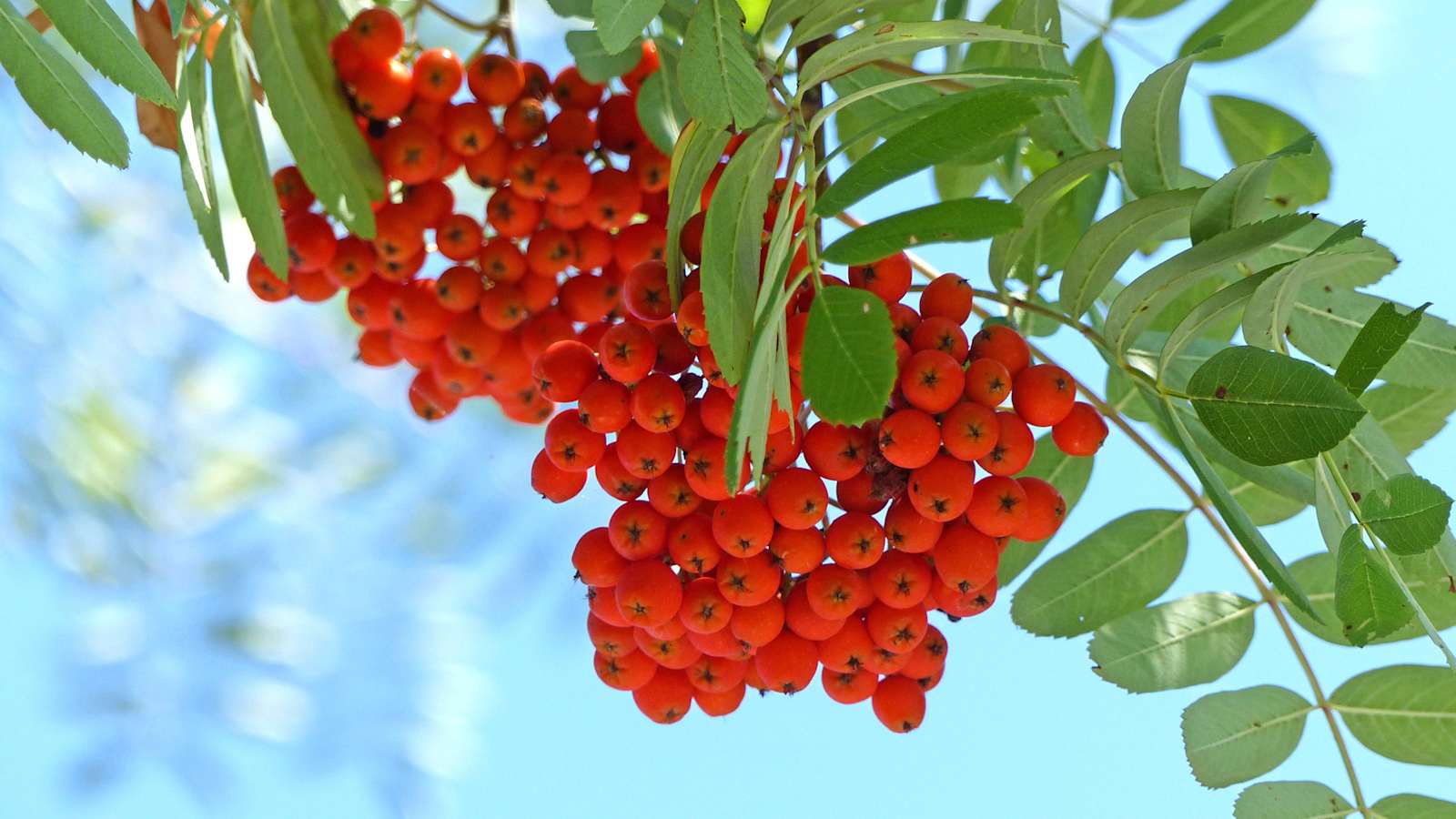 Vogelbeere – leuchtend rot am Baum, hochprozentig im Glas