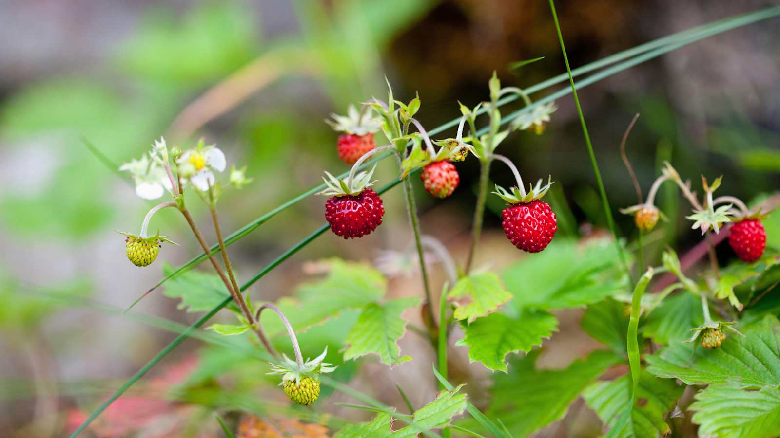 Walderdbeere – köstliche kleine Frucht.