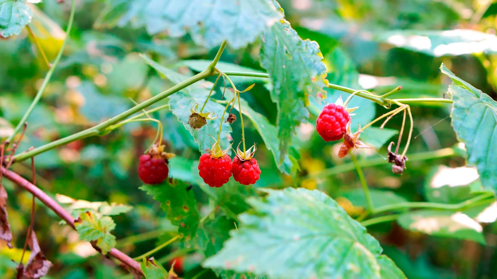 Himbeere – großartiges Aroma, aber Vorsicht auf Würmer!