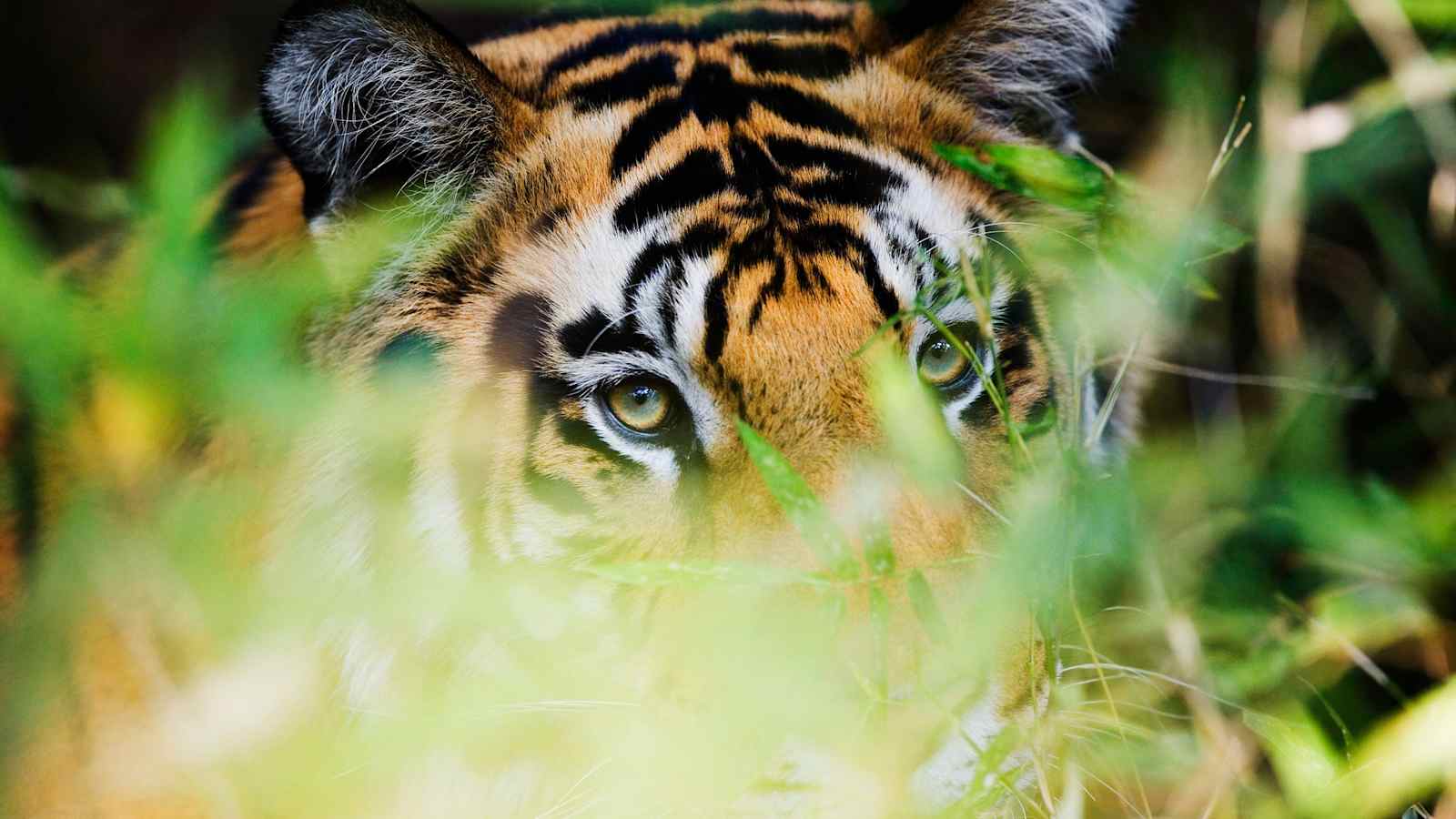 Indien Bandhavgarh Tiger