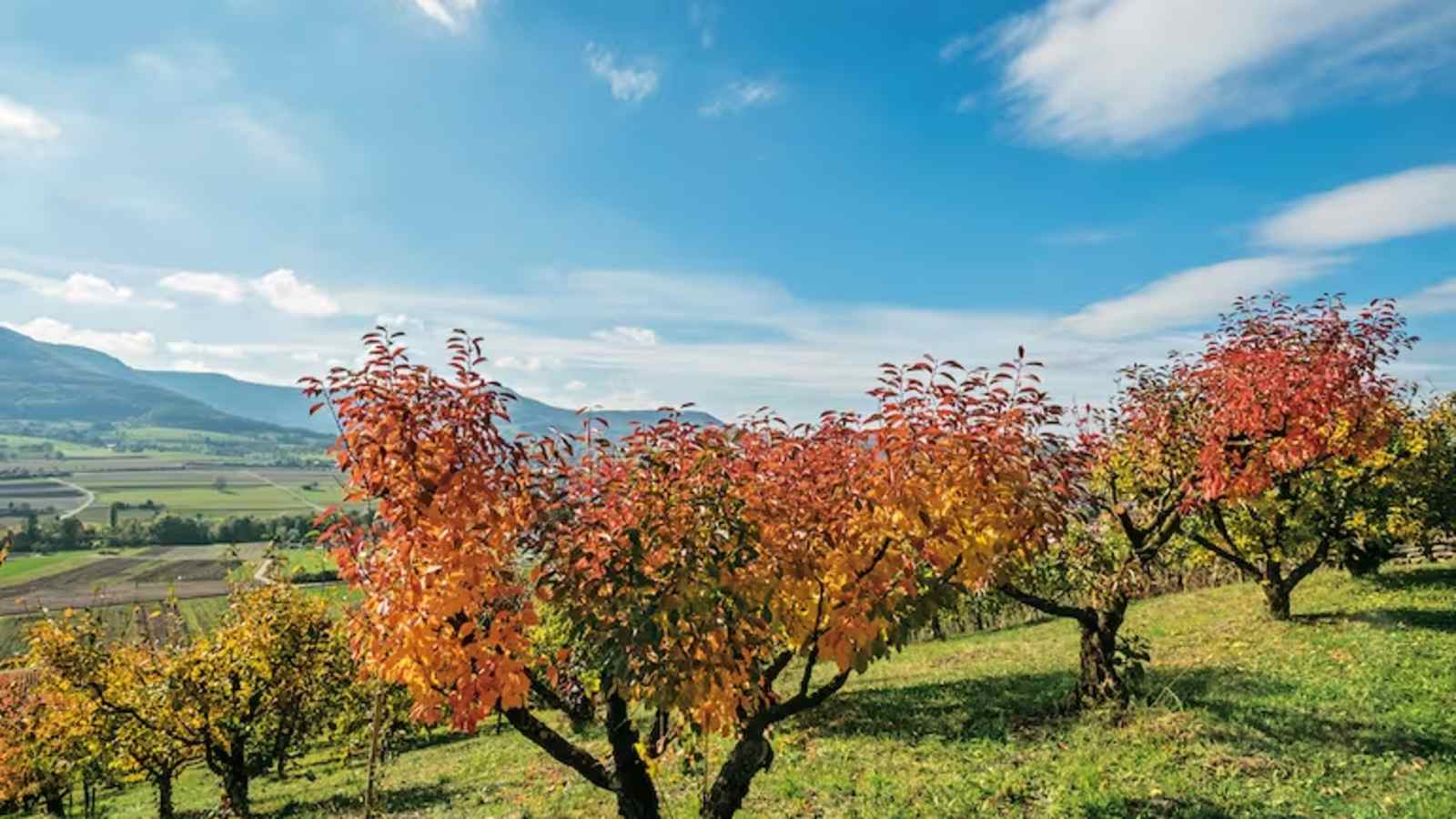 Der Metzinger Weinerlebnispfad lockt nicht nur im Herbst