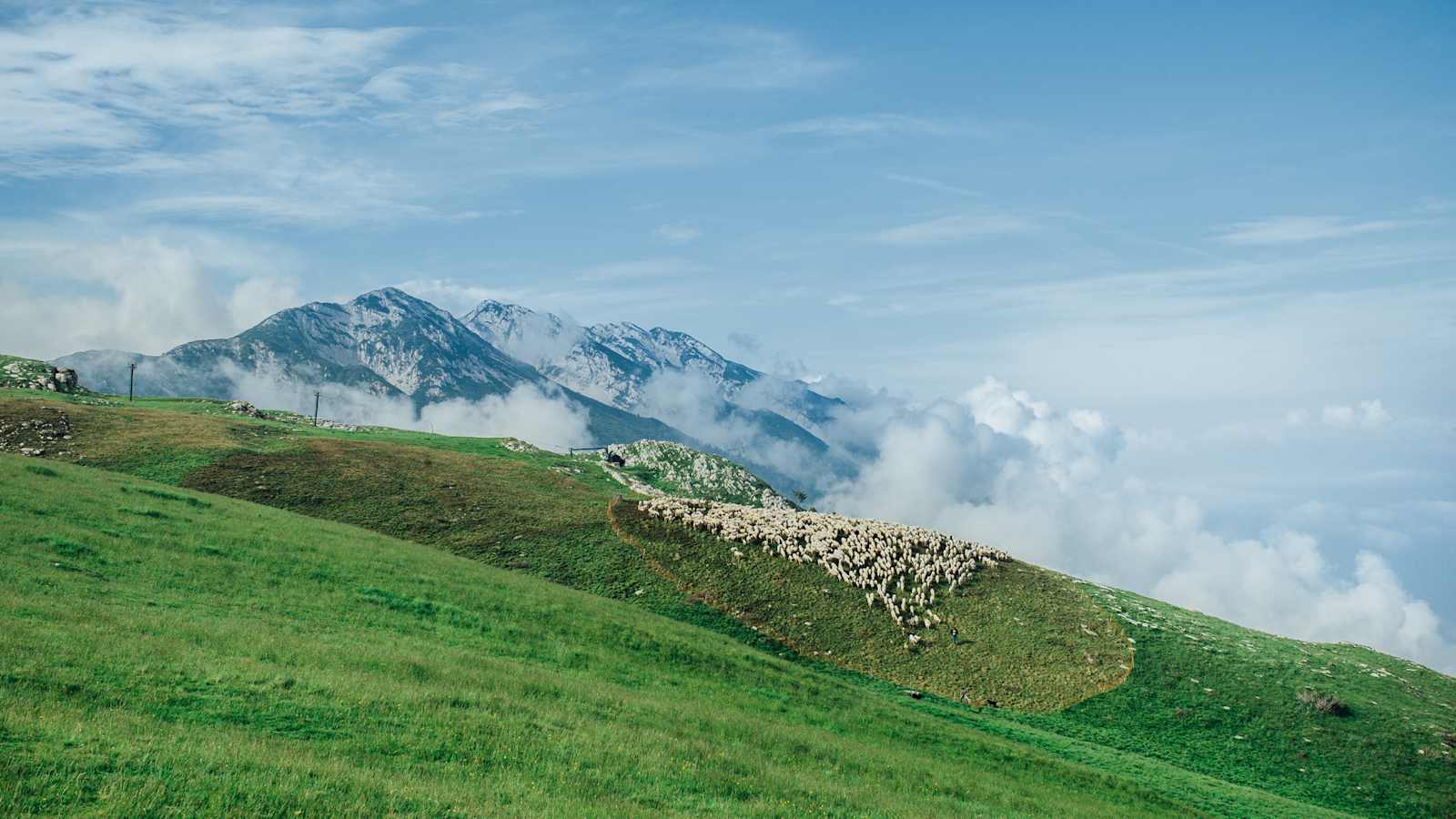 Eine Schafherde am Berg.