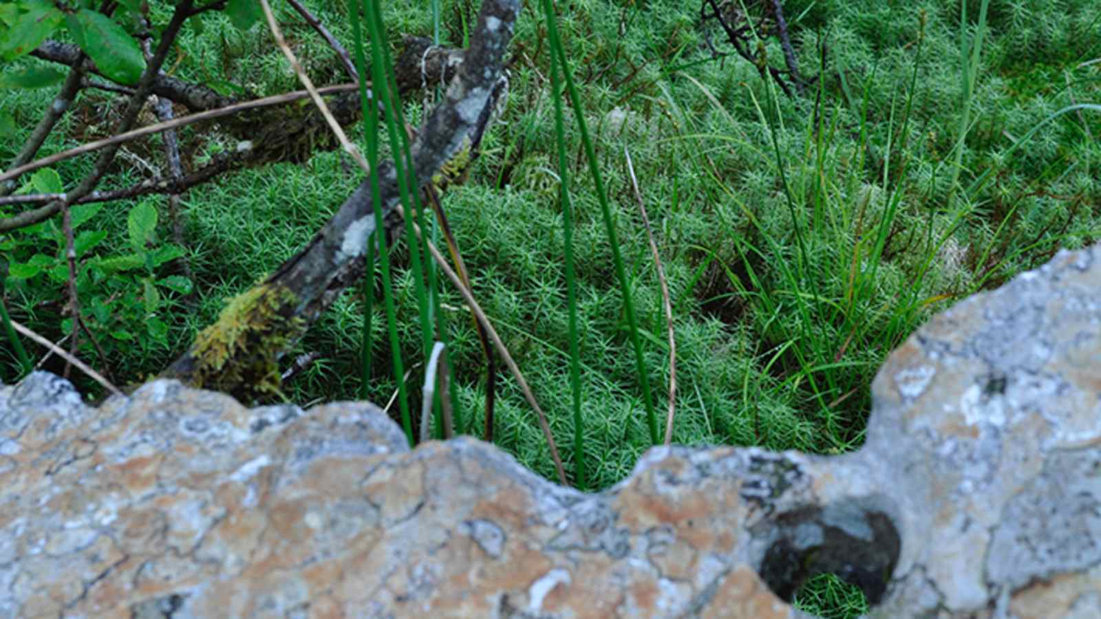 Wildschönau: Moorwanderung in Tirol