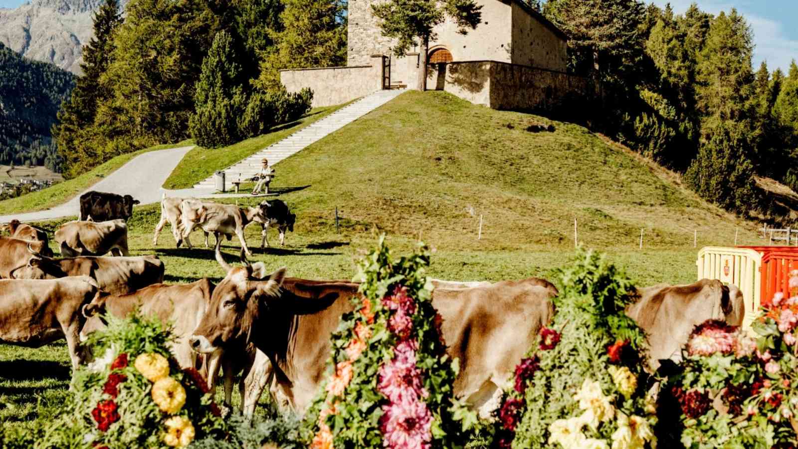 Kühe stehen auf einer Wiese.