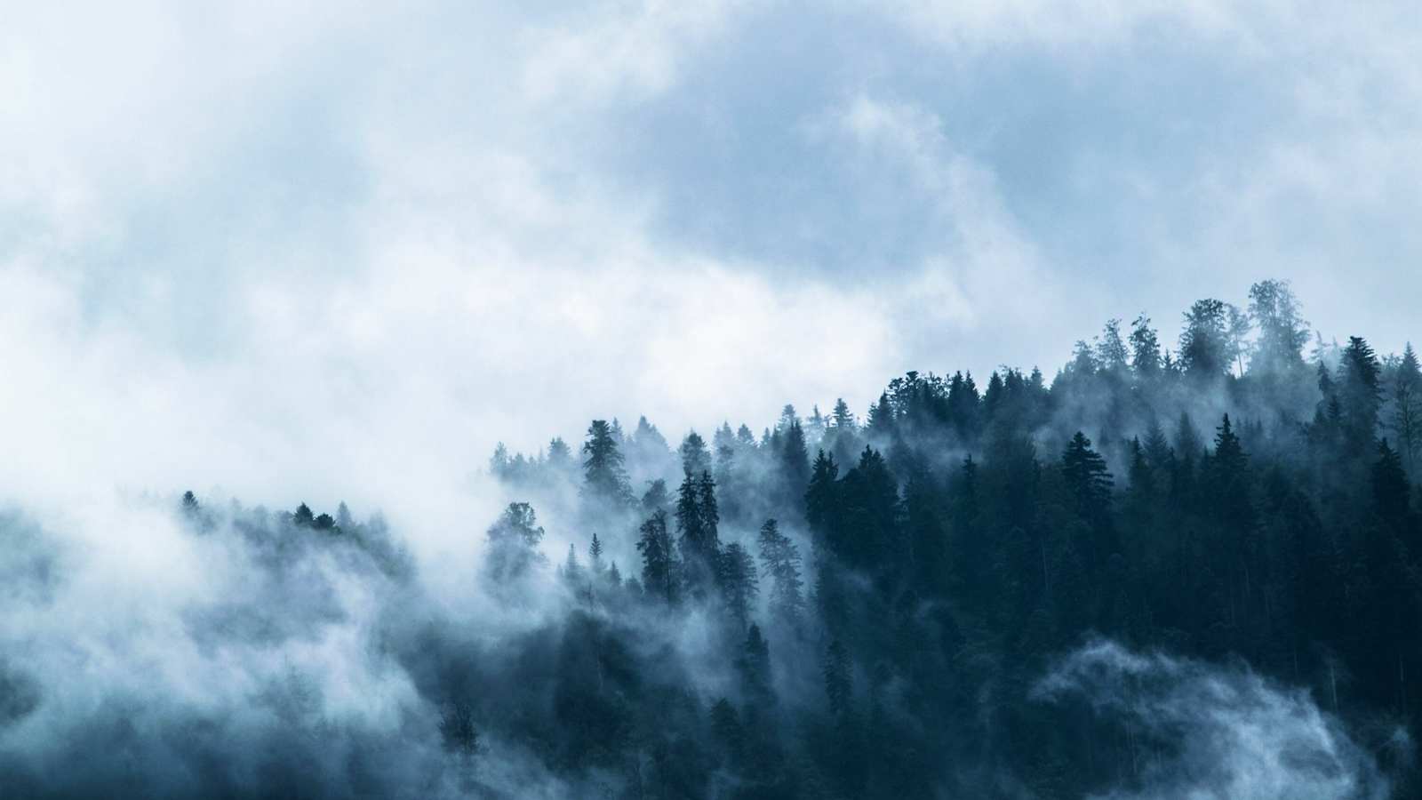 Ein nebelverhangener Wald