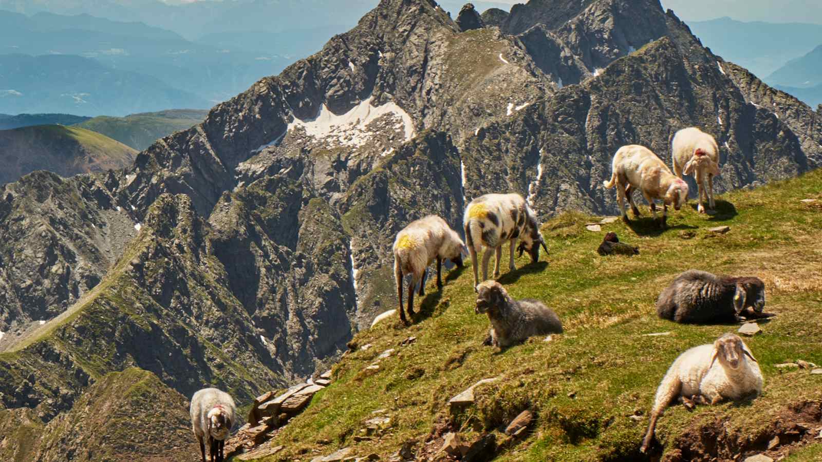 Eine Schafherde in der Sonne.