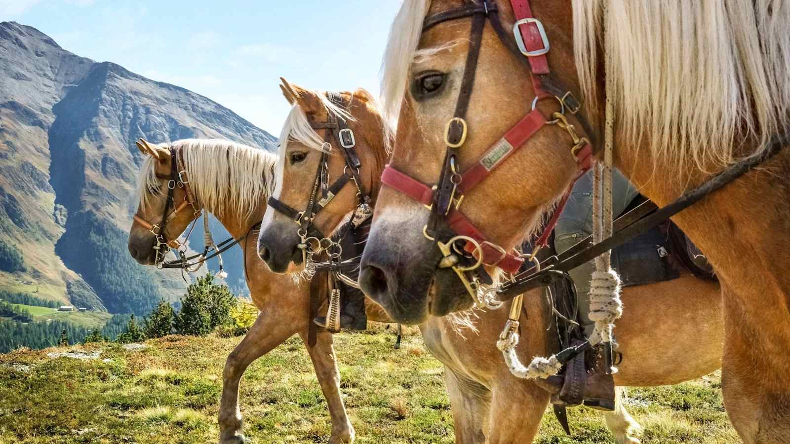 Die Köpfe der prächtigen Haflinger