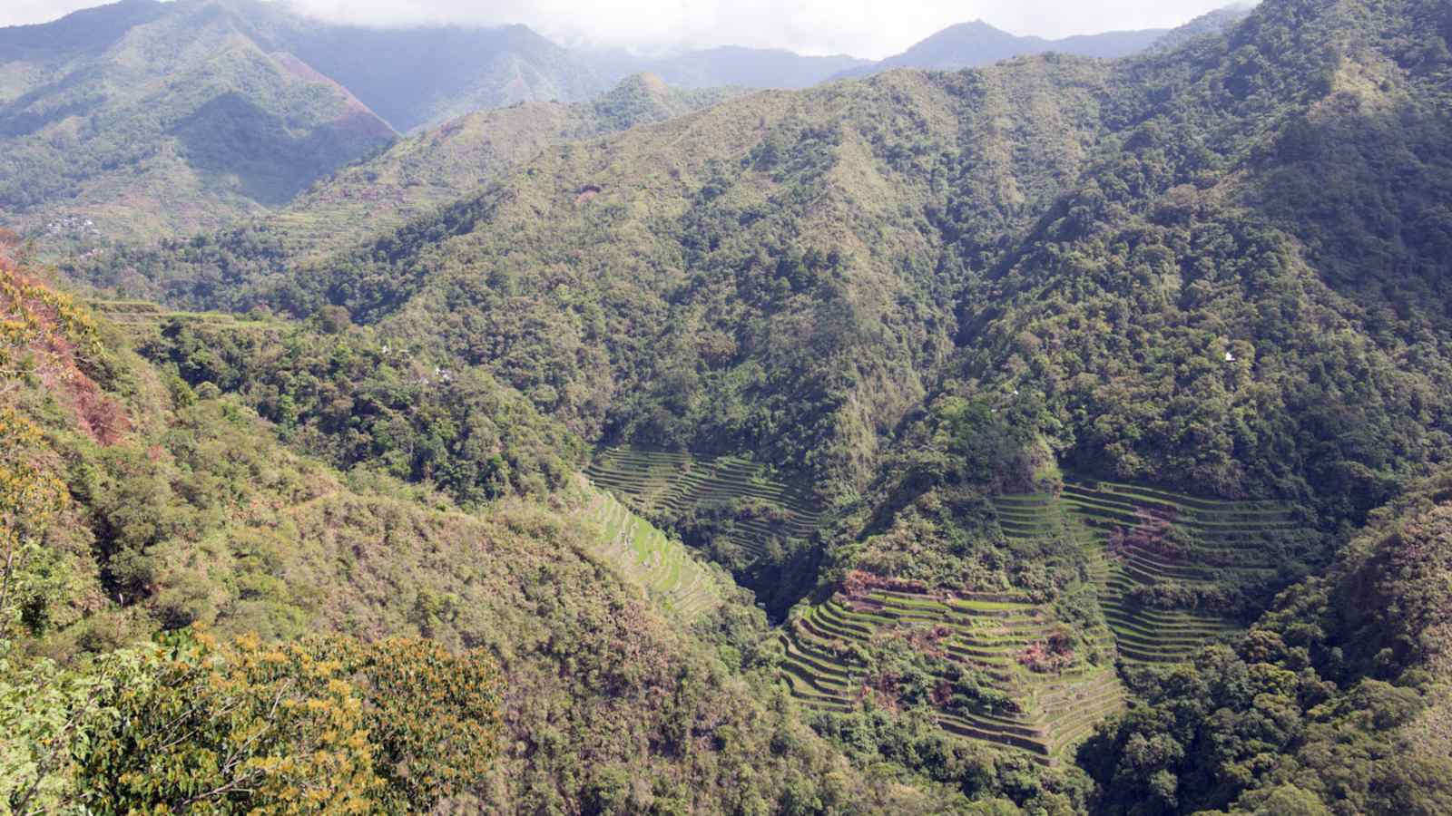 Wandern zwischen Reisfeldern auf den Philippinen