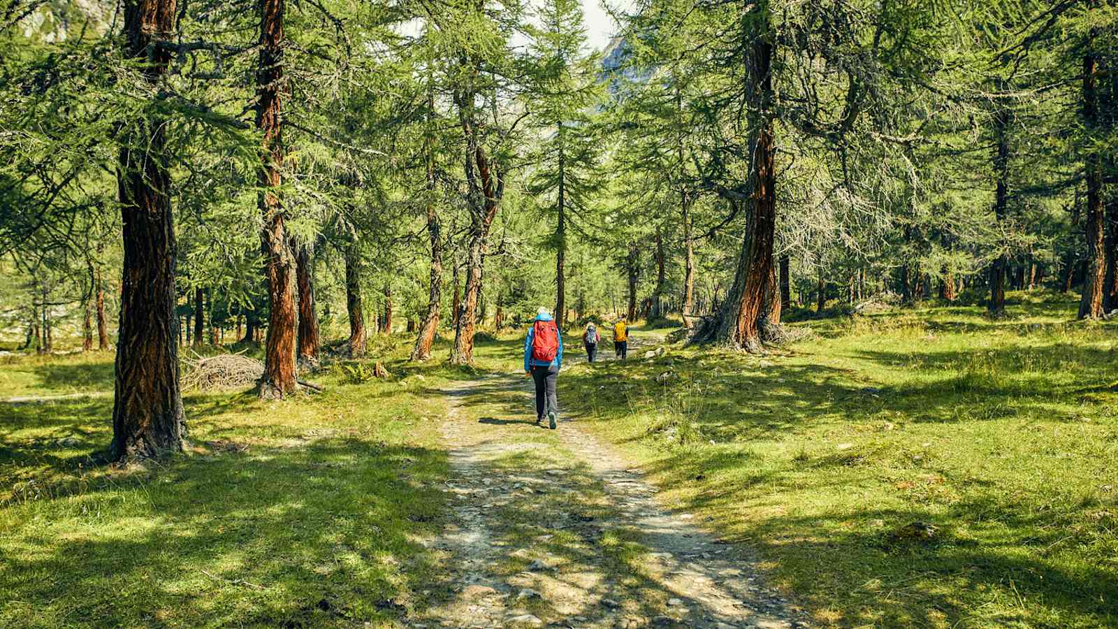 Große Bäume spenden Schatten bei der gemütlichen Wanderung im Dorfertal.