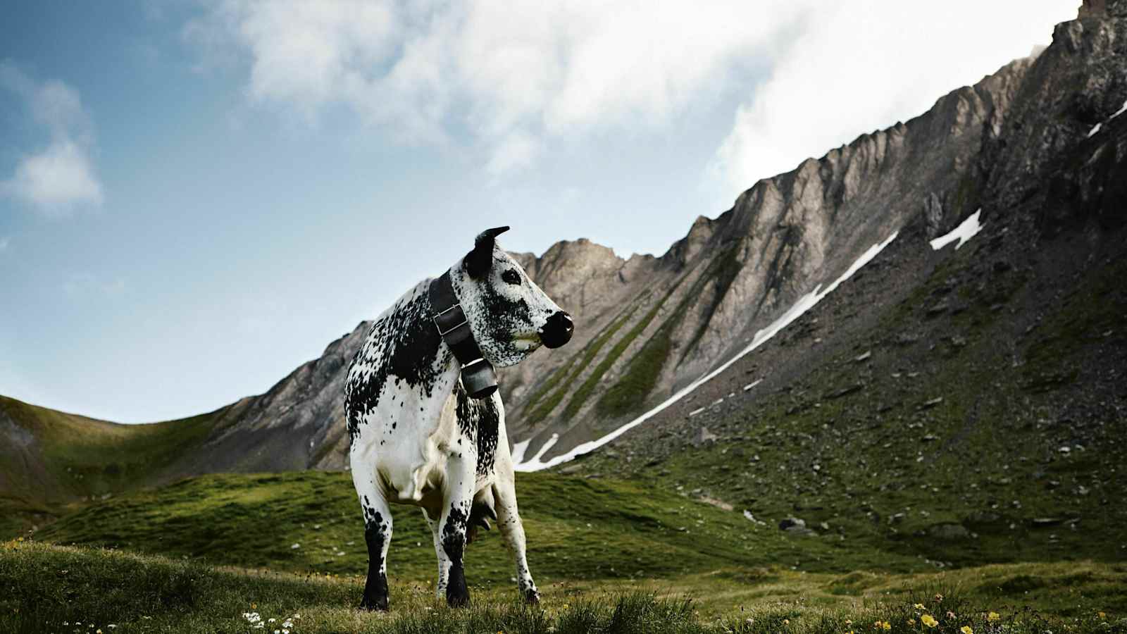 Pustertaler Sprinzen aus Südtirol