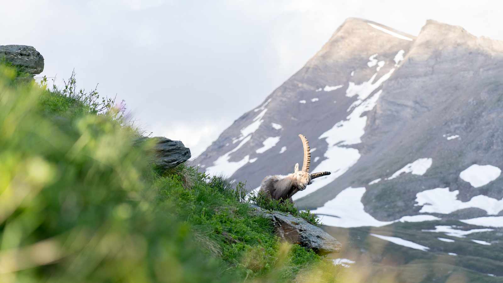 In den 1960ern wurde Steinwild im Nationalpark wiederangesiedelt