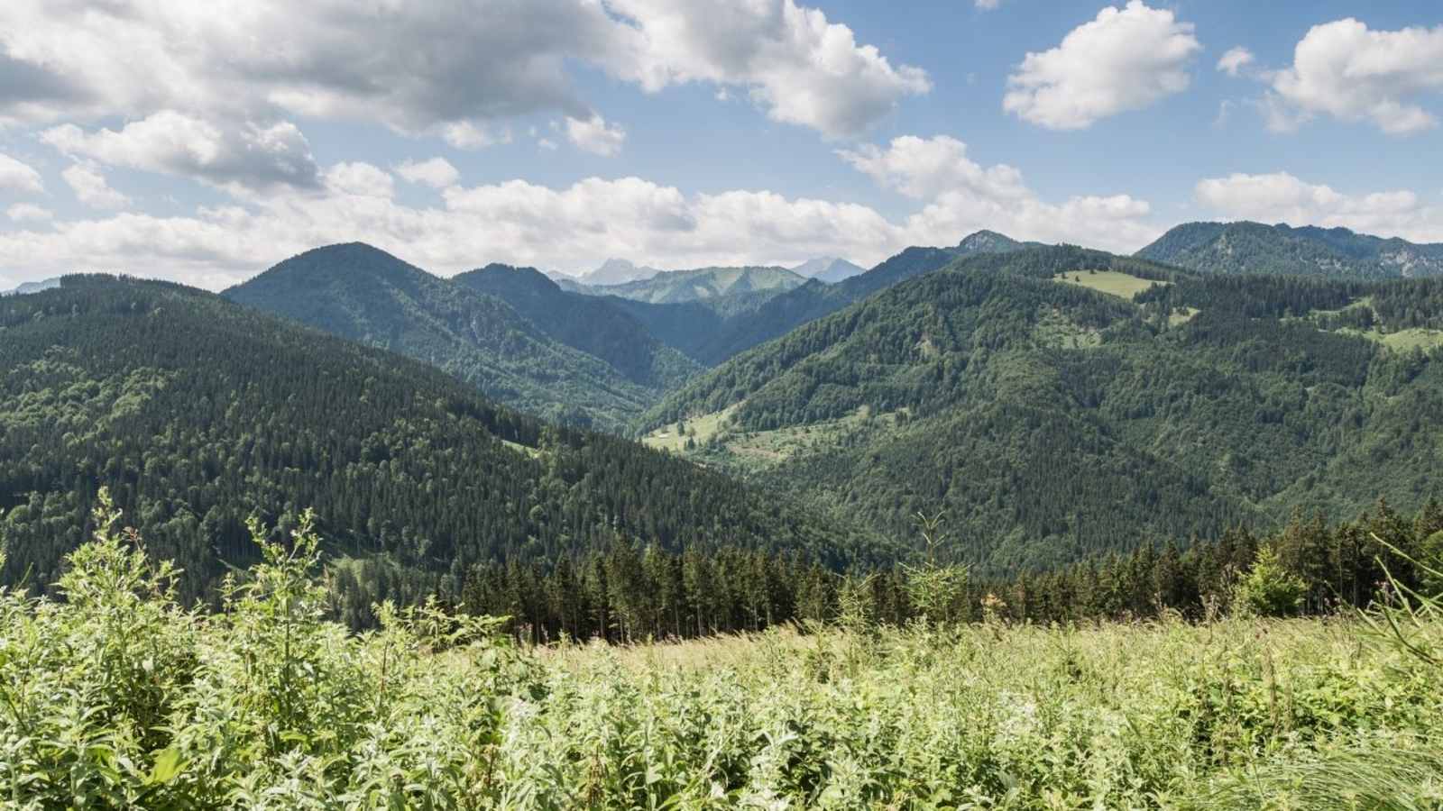 Blick in den Nationalpark Kalkalpen.