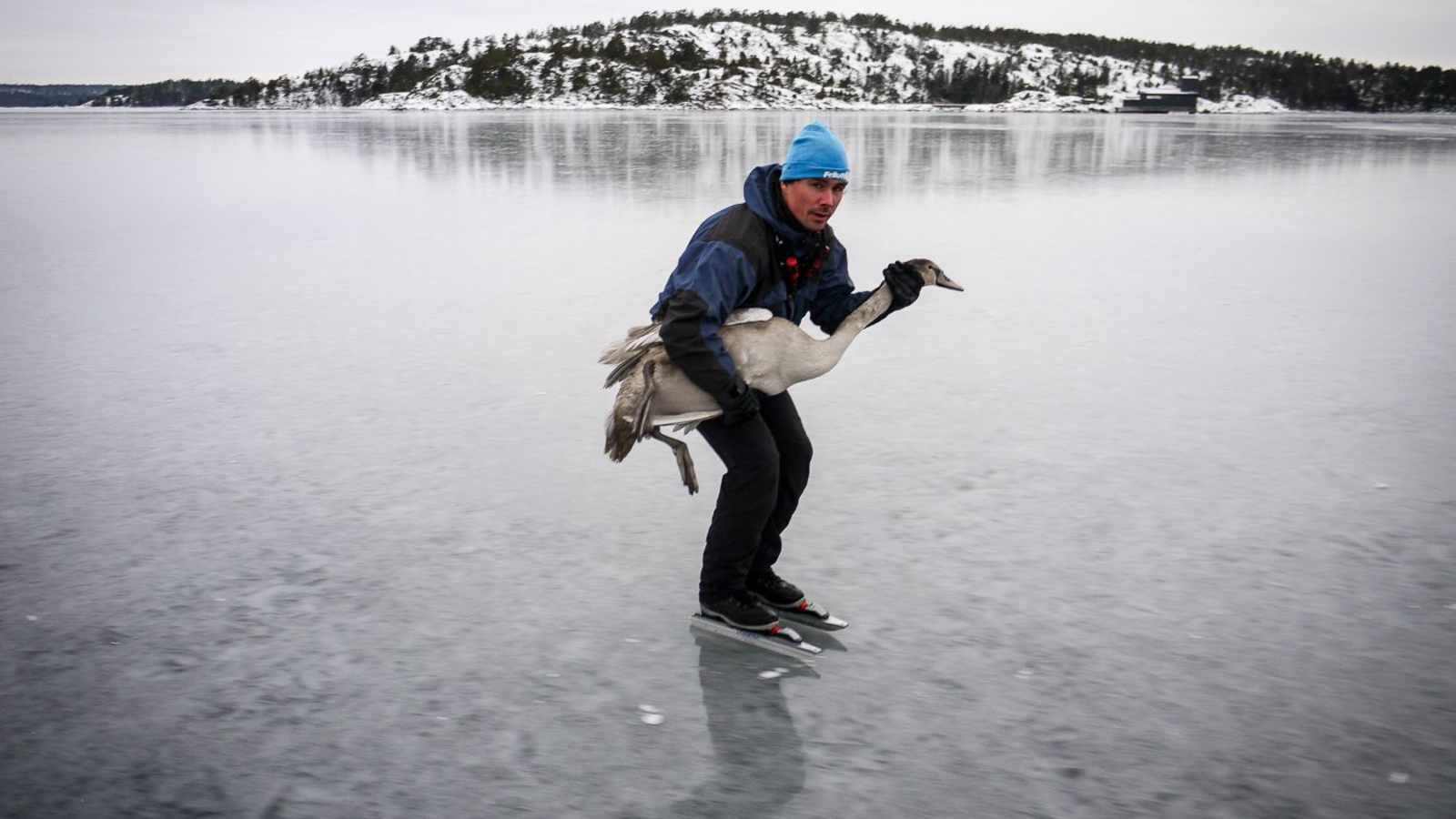 Eisläufer mit Schwan auf dem Weg dem Vogel zurück ins Meer zu helfen 