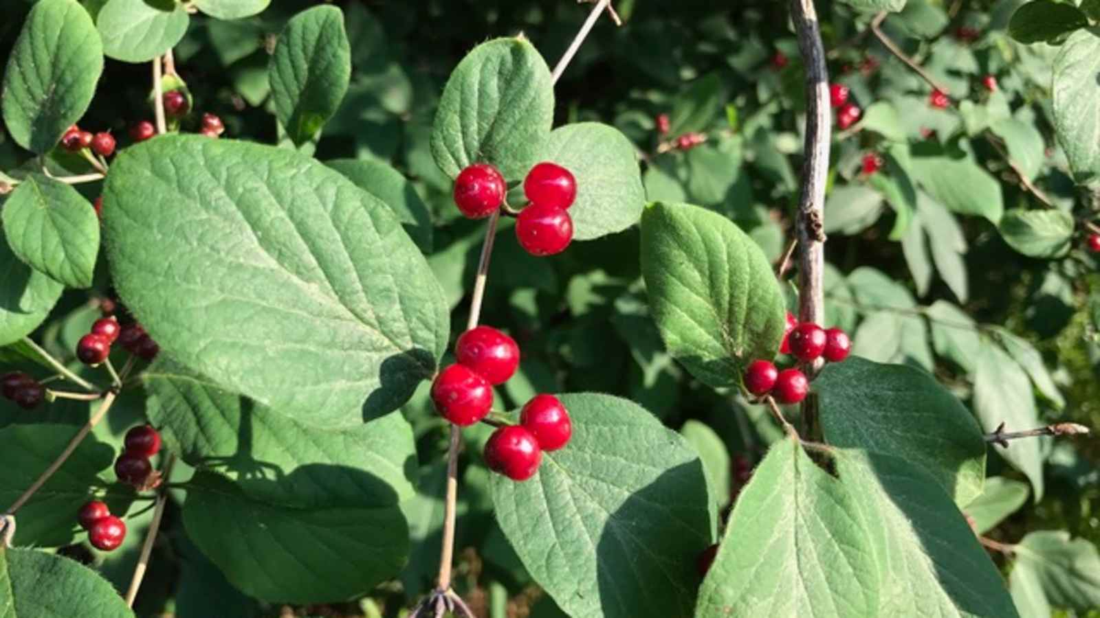 Rote Heckenkirsche – nicht alles was wie Ribisel aussieht, sind auch welche.