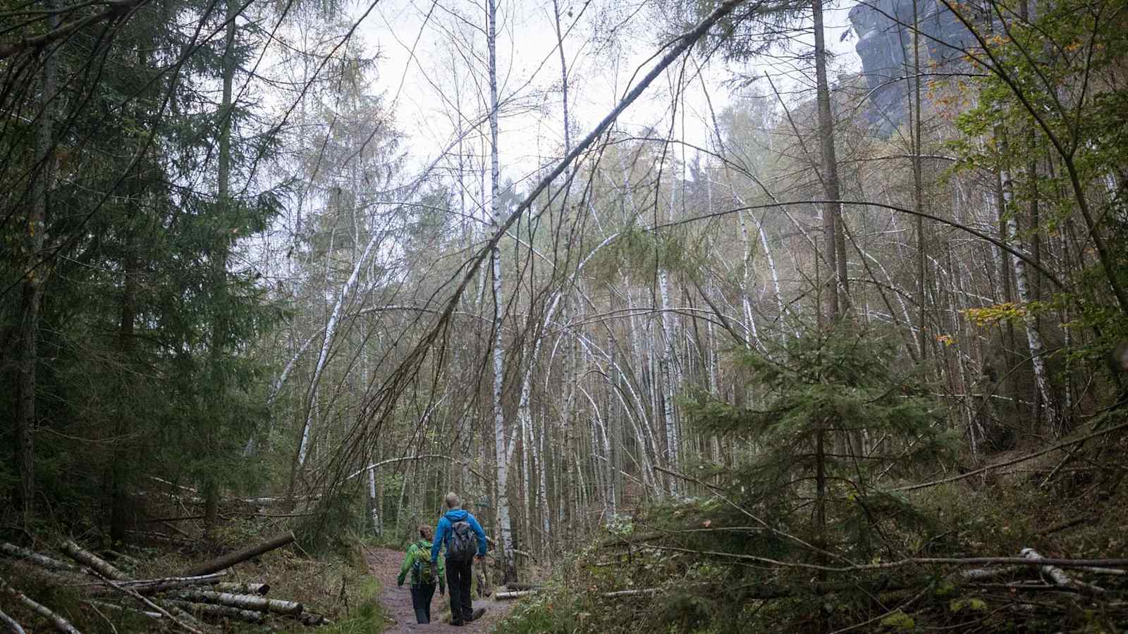 Zwei Wanderer spazieren durch den Wald.