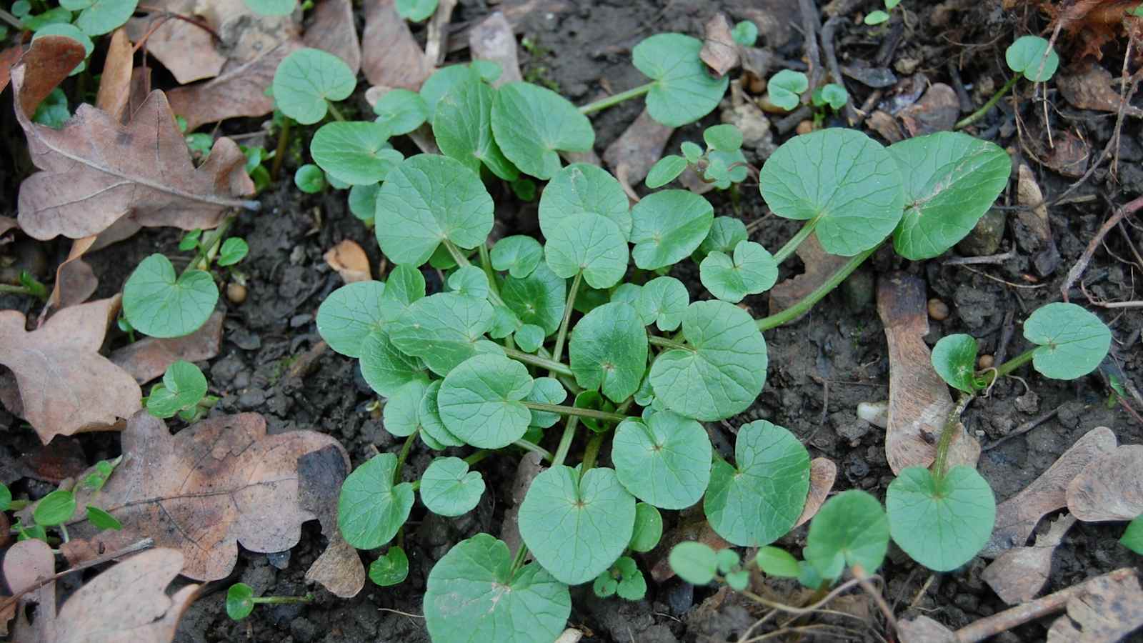 Die saftig, grünen und vitaminreichen Blätter des Scharbockskrauts sind die ersten, die durch das Laub blinzeln