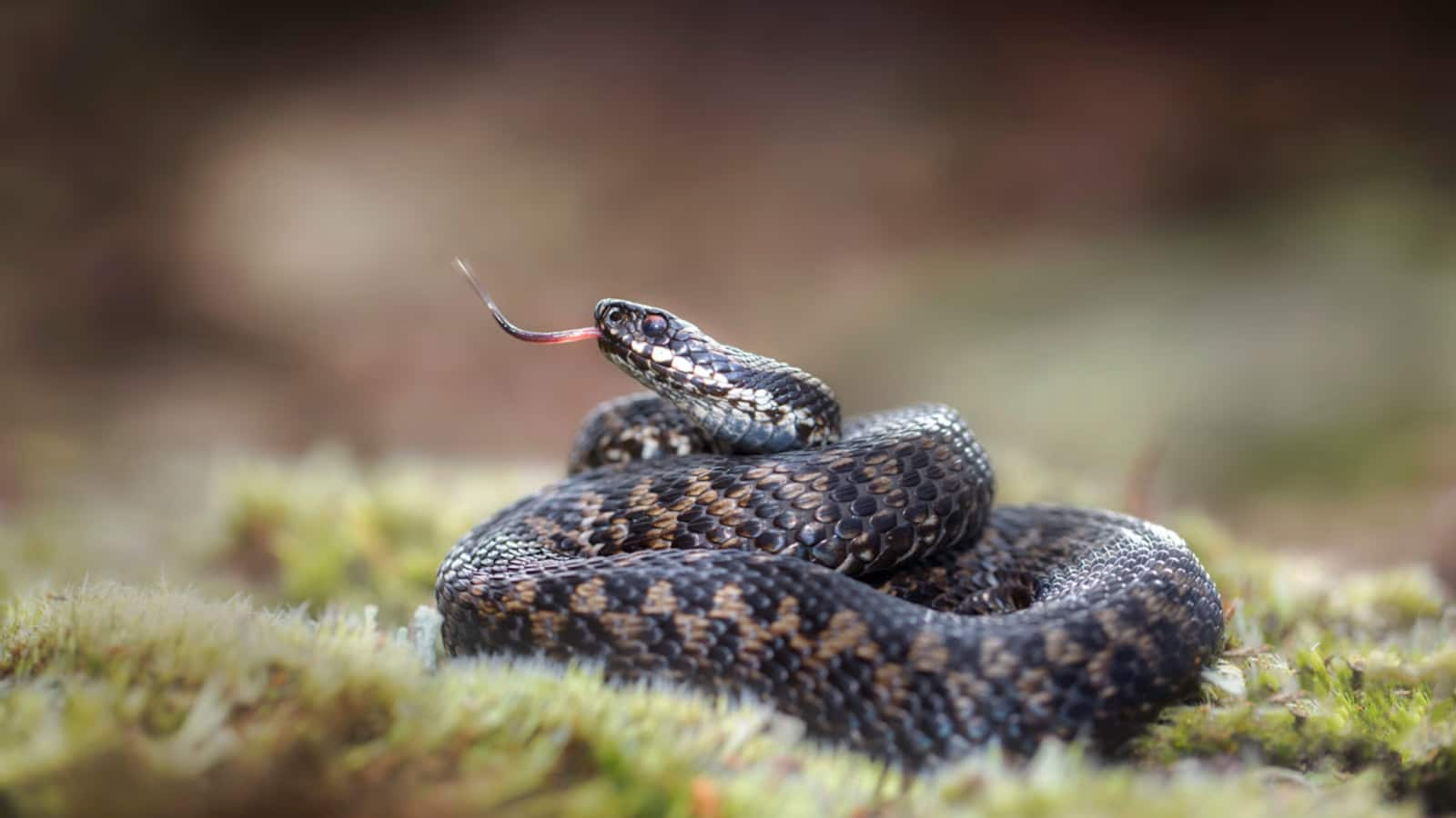 Die Vipera berus oder auch Kreuzotter genannt ist in den Alpen keine Seltenheit