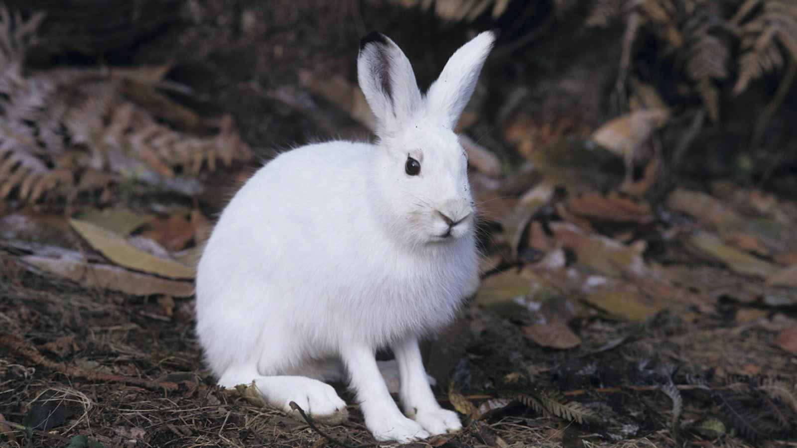 Berg-Know-How: Tiere der Alpen